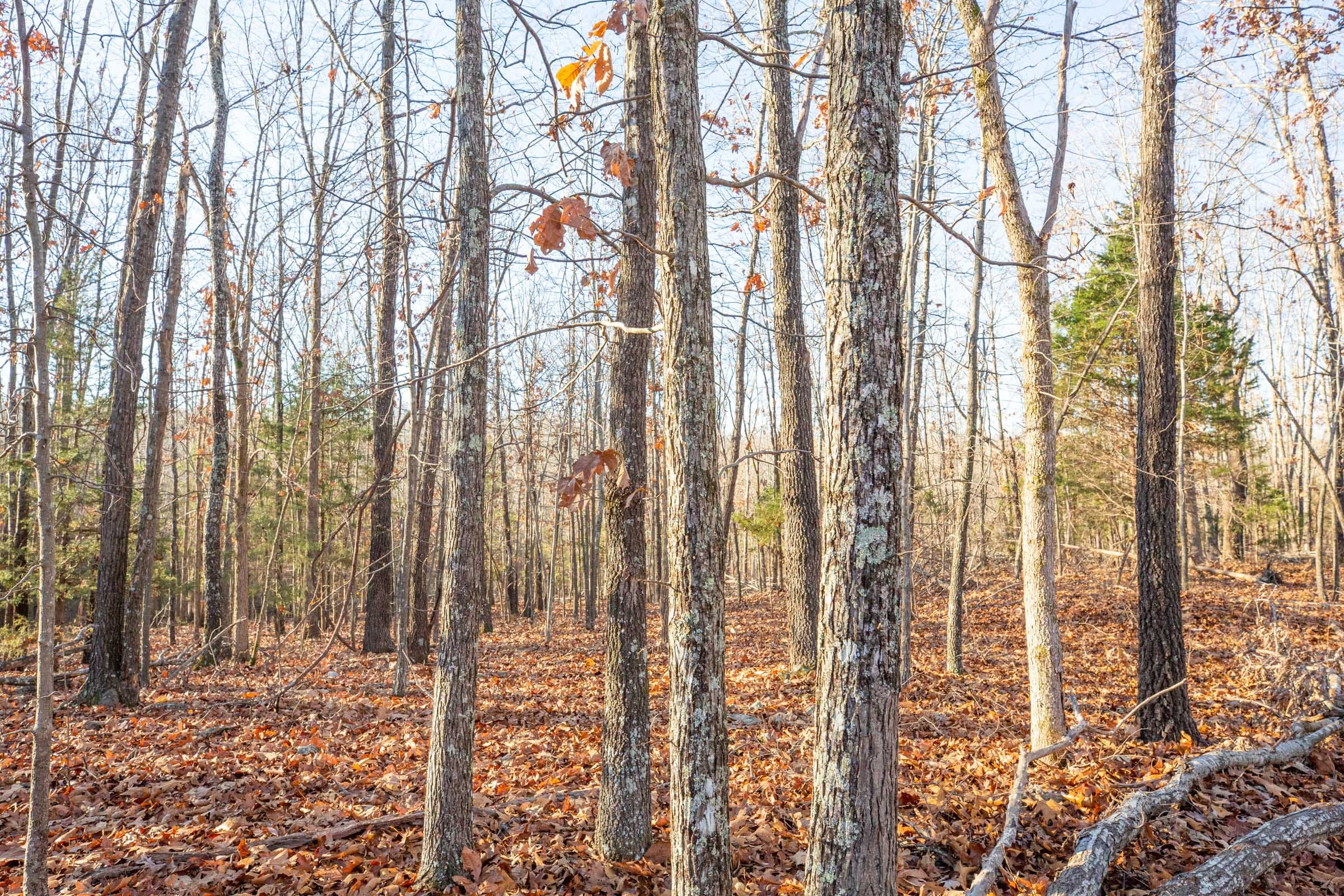 Dutchman Hollow Tract 8 photo 10
