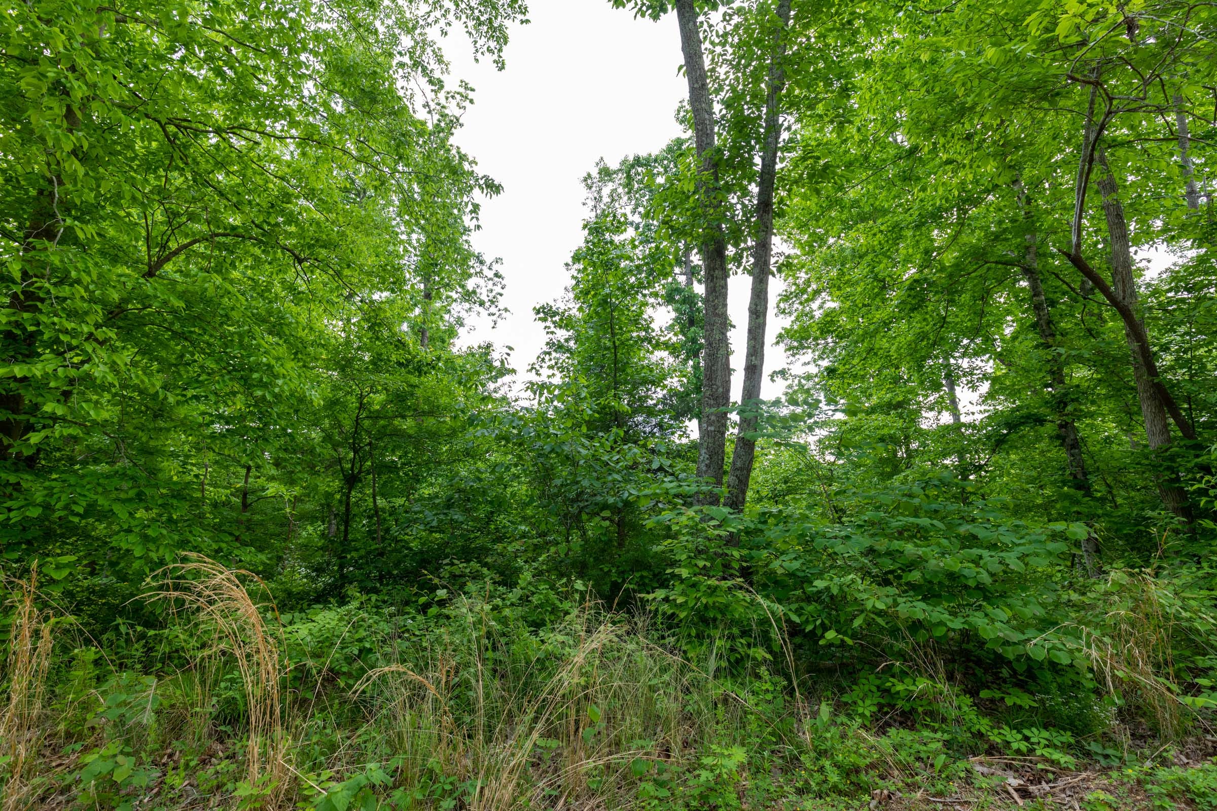 Cedar Creek Tract 26 photo 6