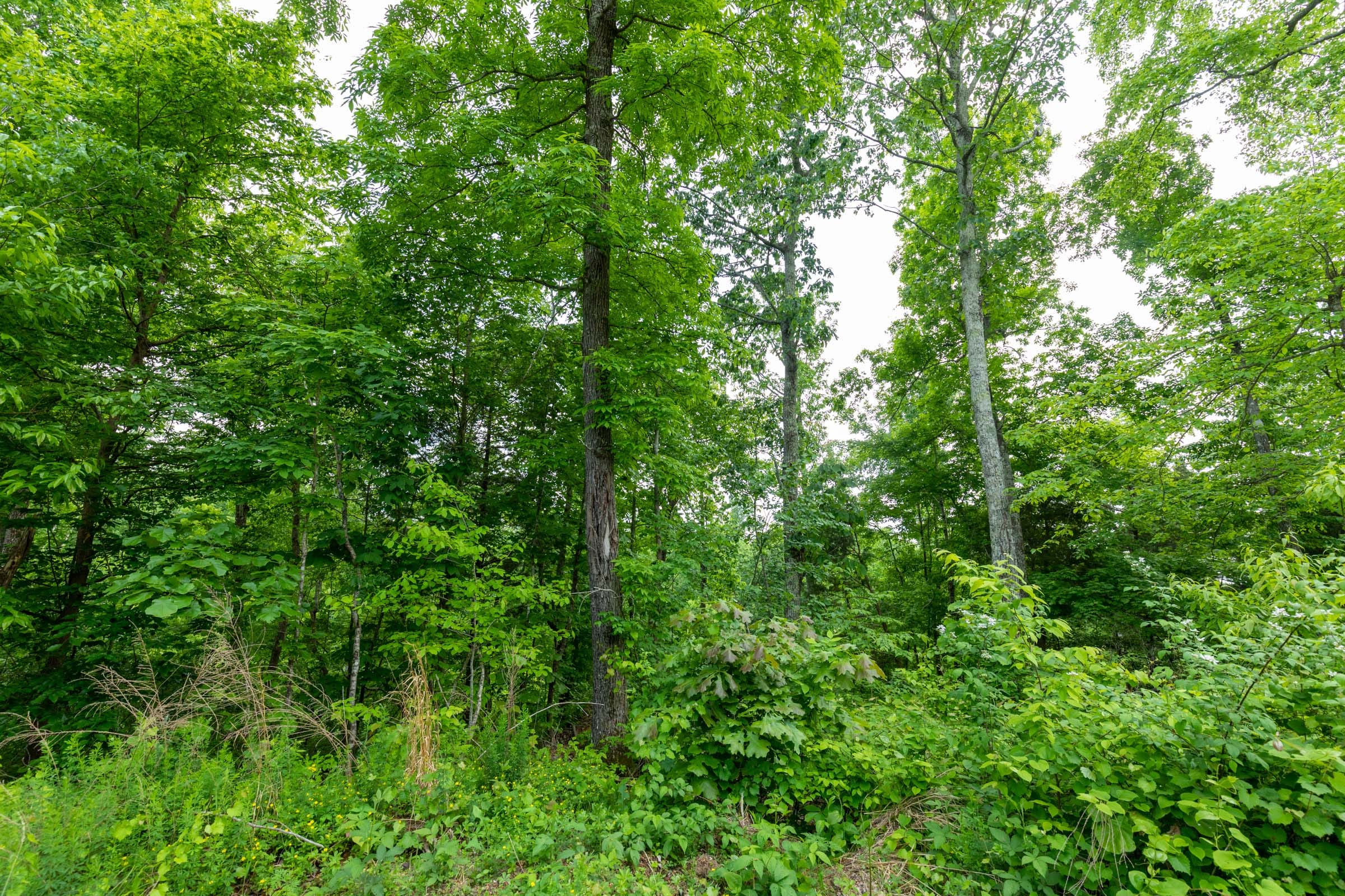 Cedar Creek Tract 26 photo 2