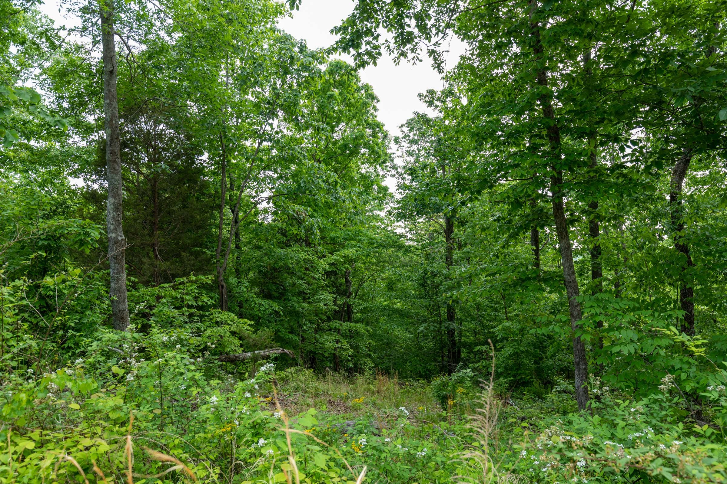Cedar Creek Tract 26 photo 4