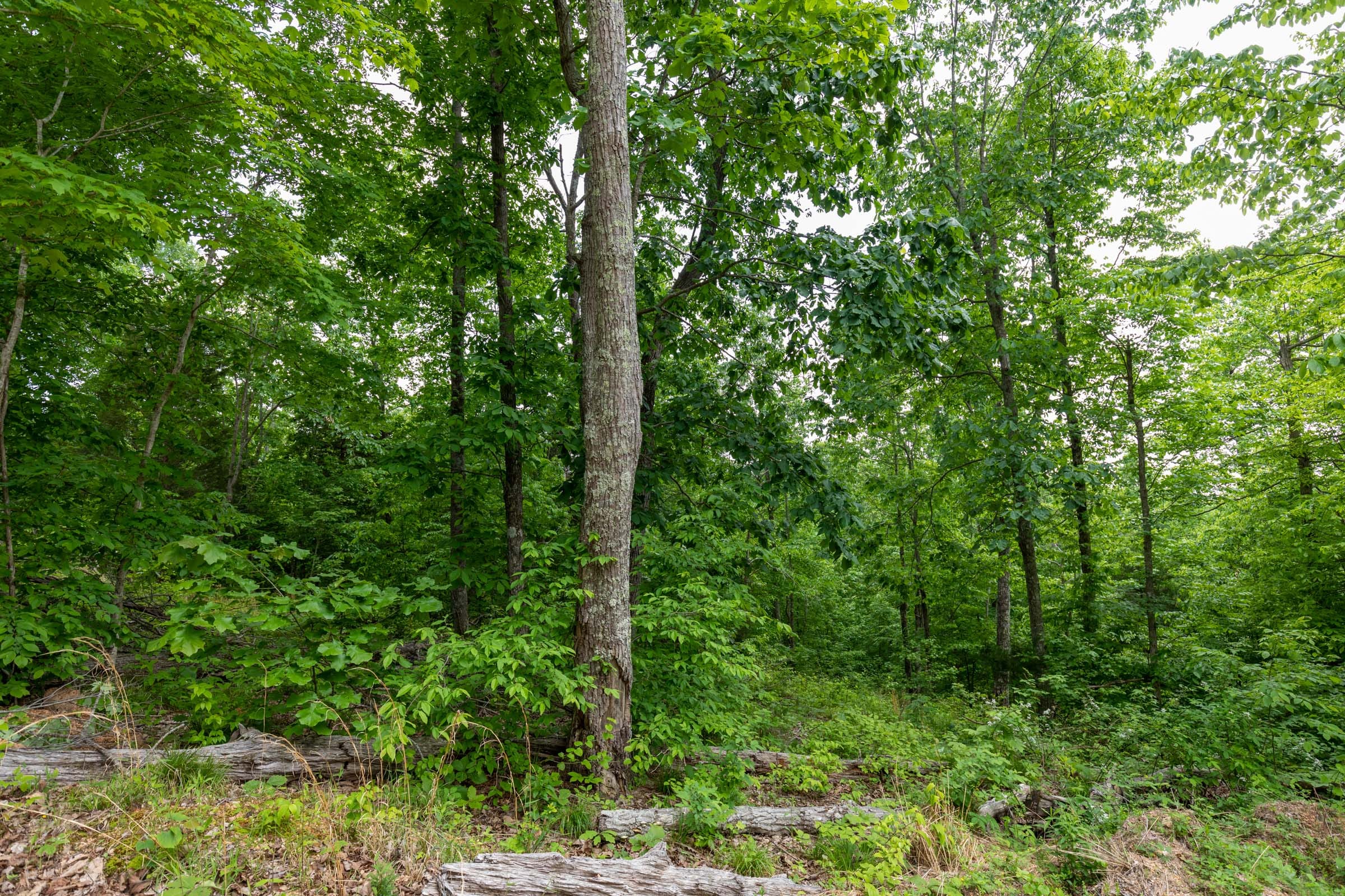 Cedar Creek Tract 26 photo 8