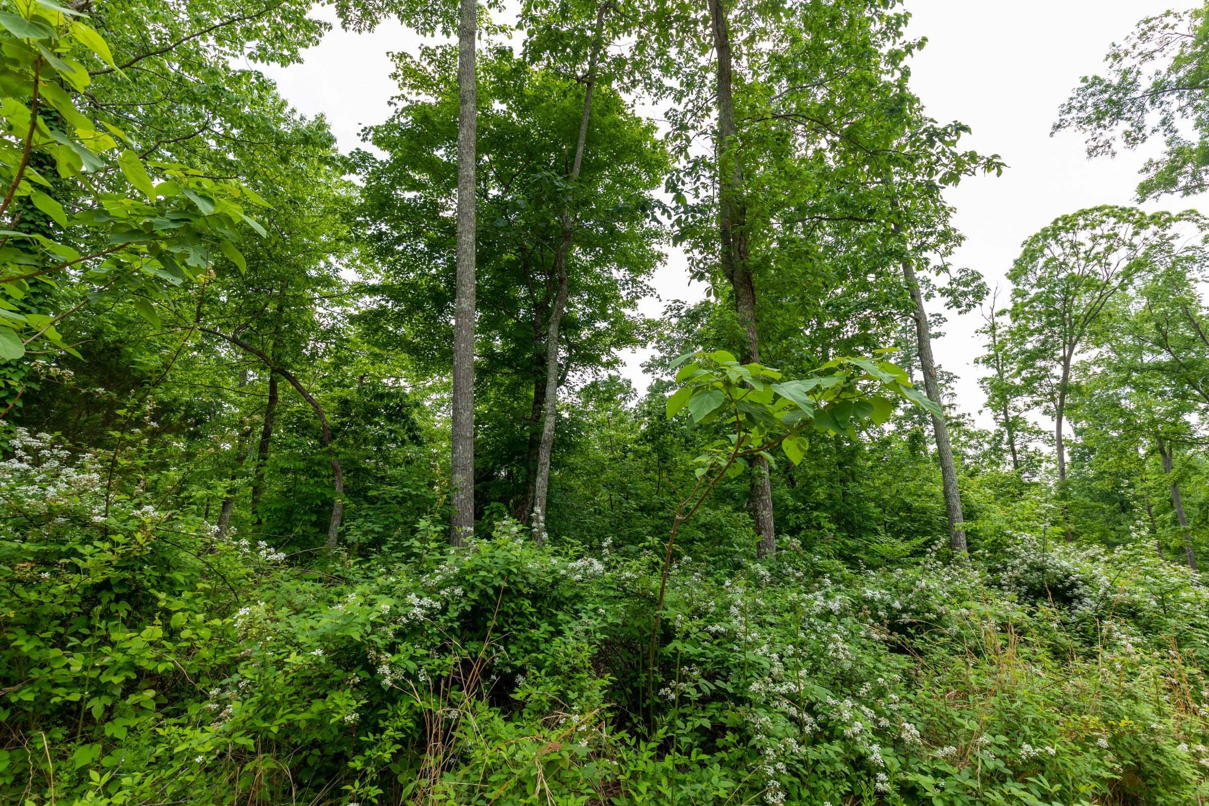 Cedar Creek Tract 26 photo 10