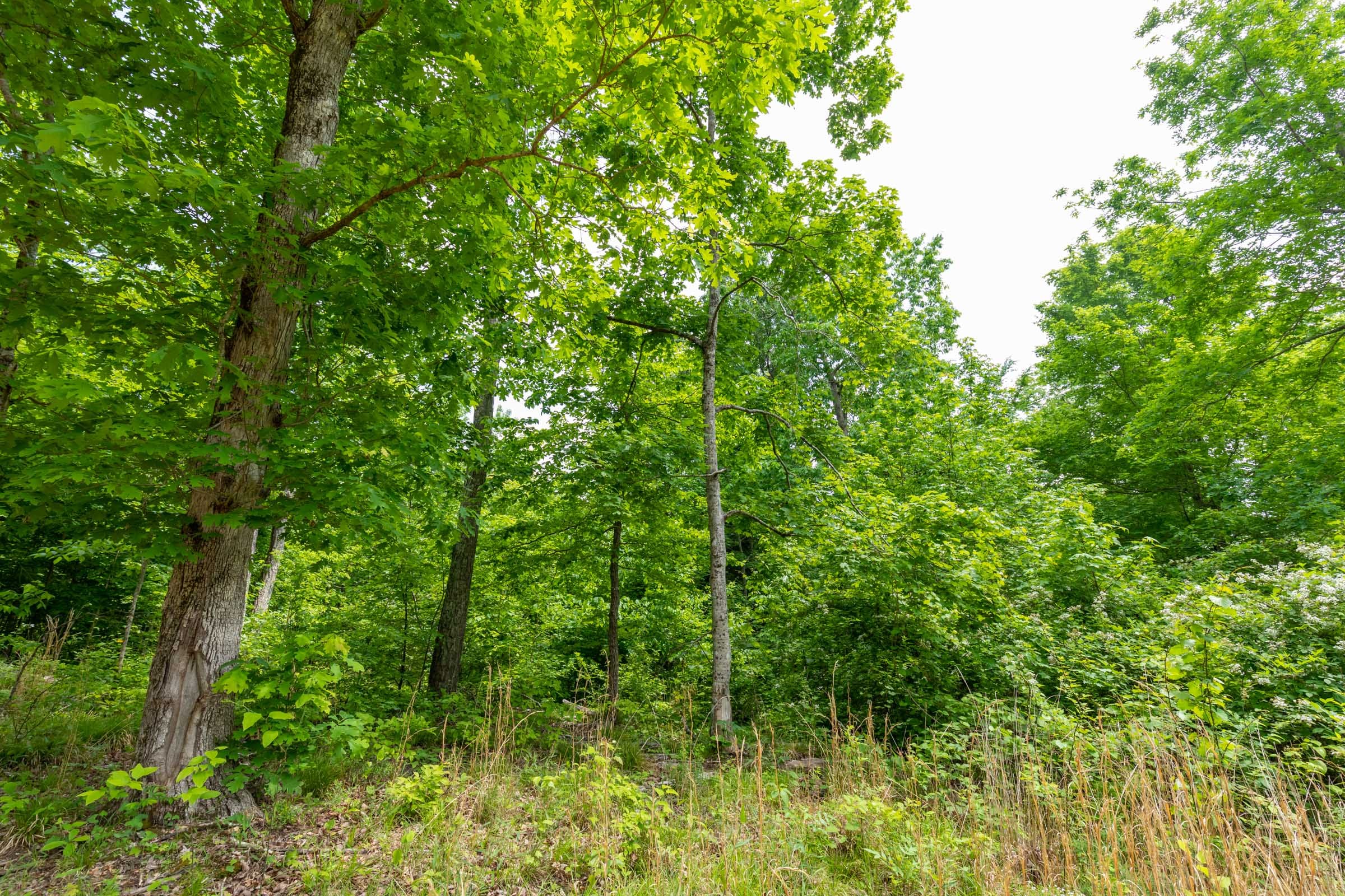 Cedar Creek Tract 26 photo 11