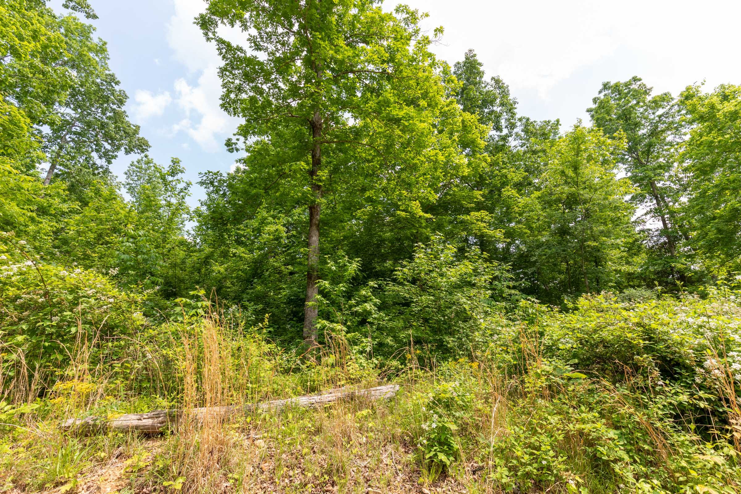 Cedar Creek Tract 26 photo 9