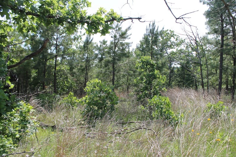 Indian Ridge – Phase II Tract 68 photo 4