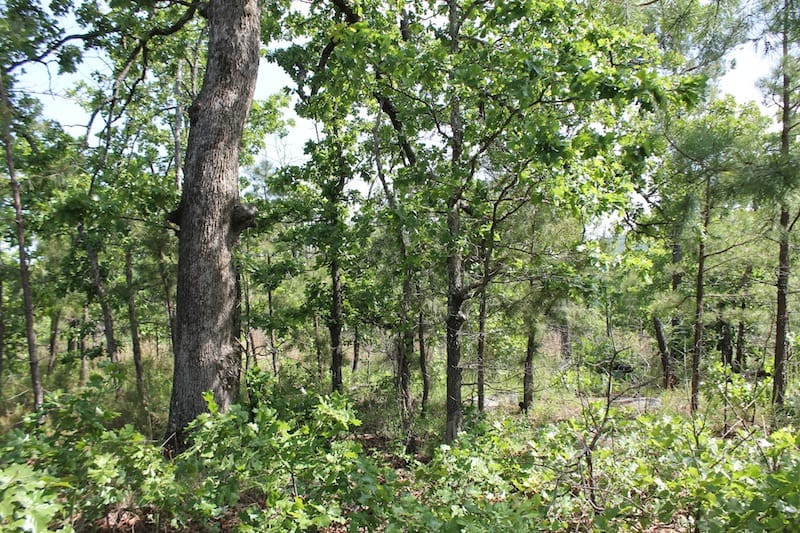 Indian Ridge – Phase II Tract 68 photo 6