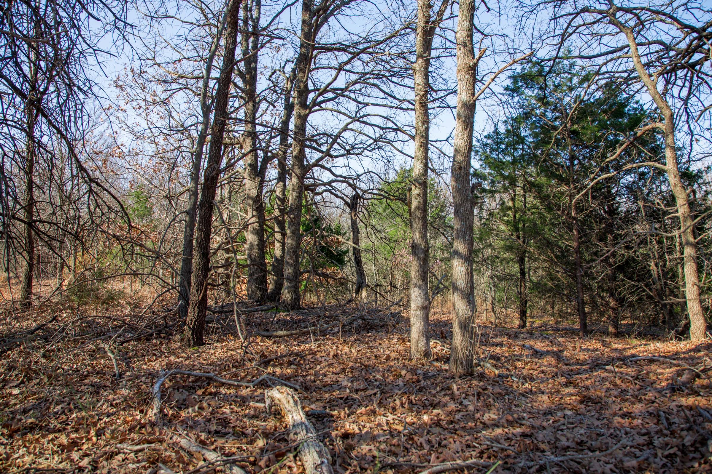 Eufaula Cove Tract 17 photo 4