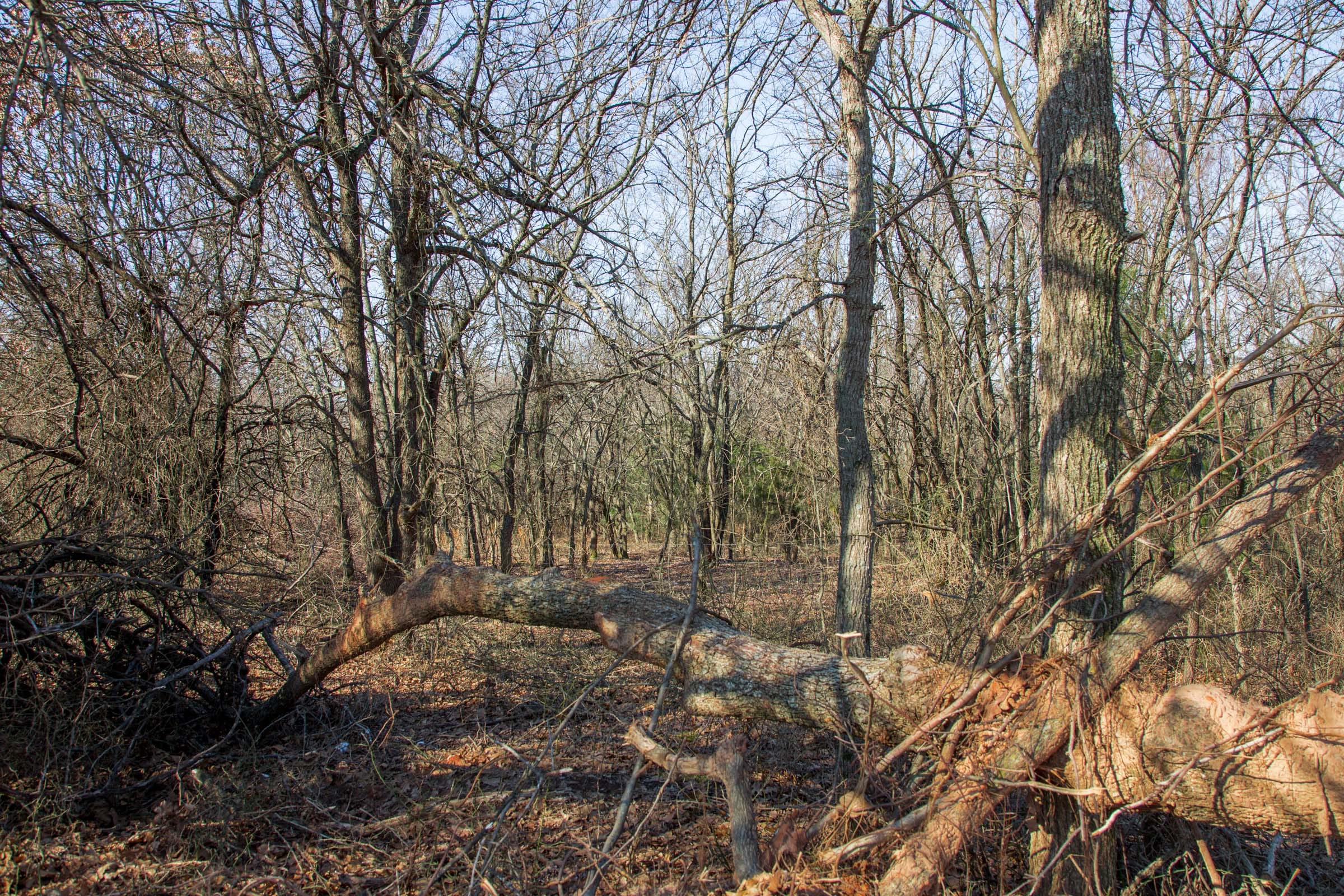 Eufaula Cove Tract 17 photo 6