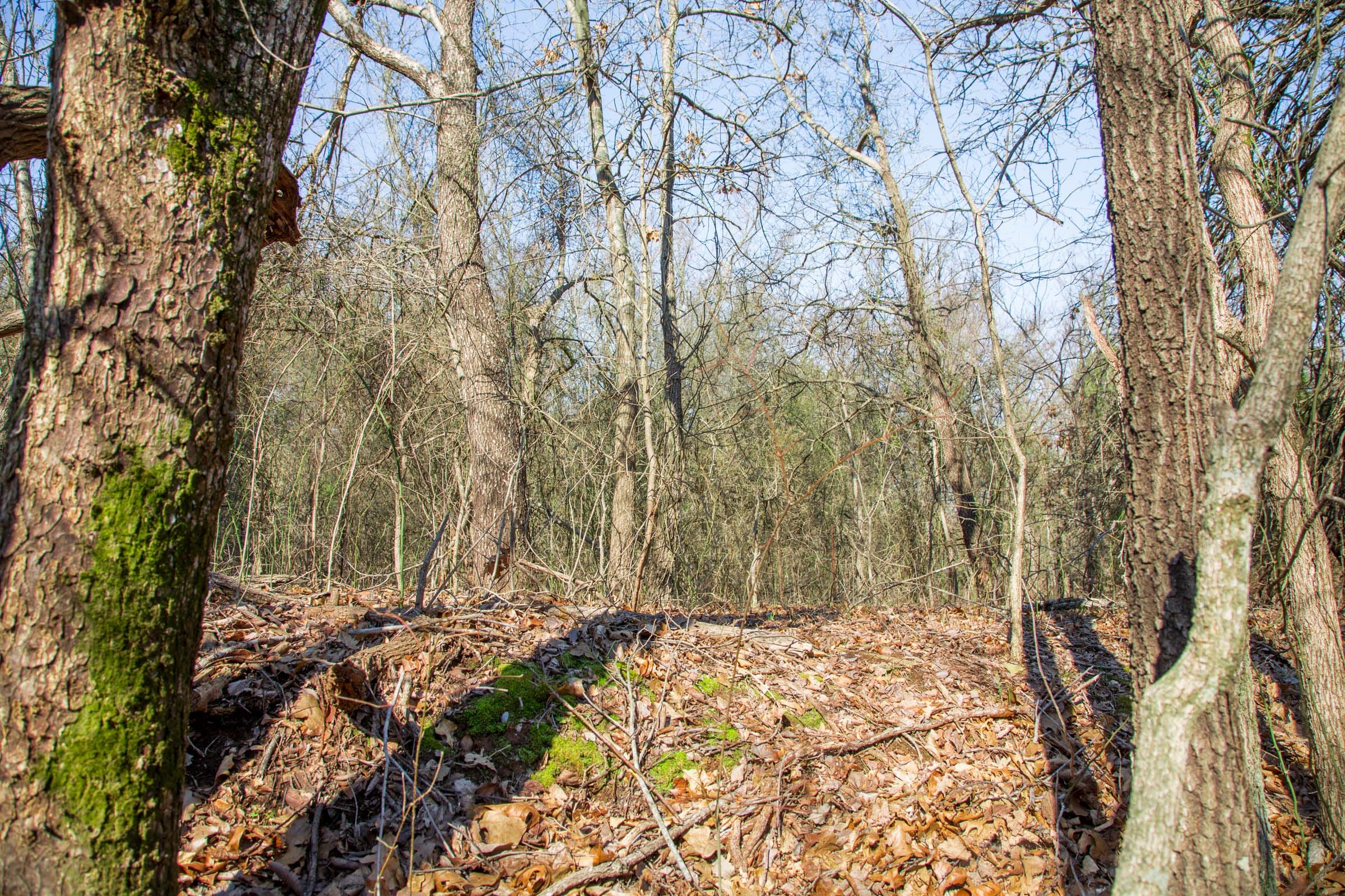 Eufaula Cove Tract 17 photo 10
