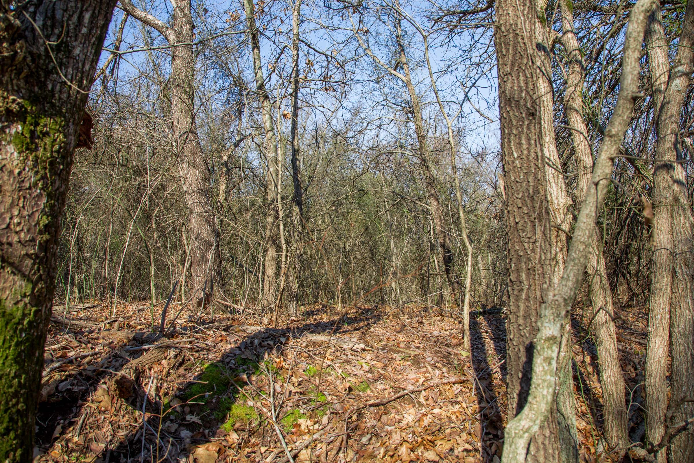 Eufaula Cove Tract 17 photo 11