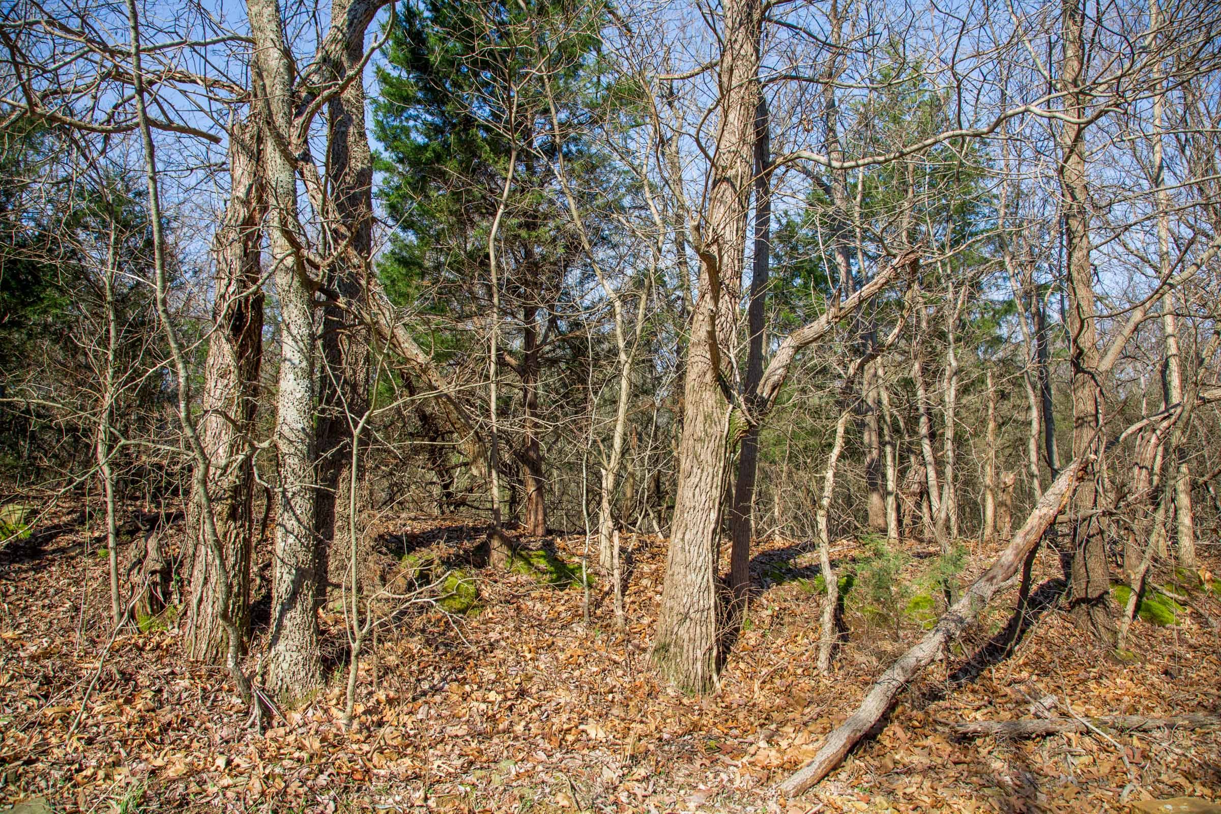 Eufaula Cove Tract 17 photo 14