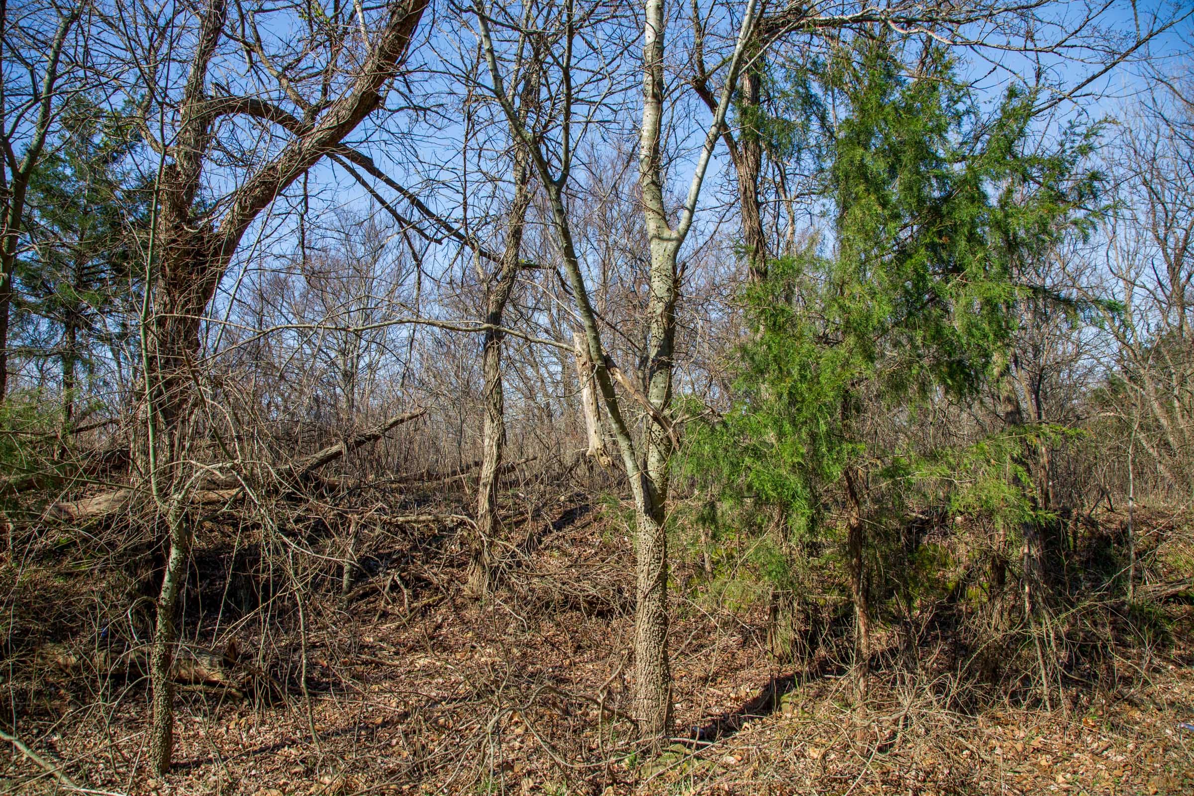 Eufaula Cove Tract 17 photo 16