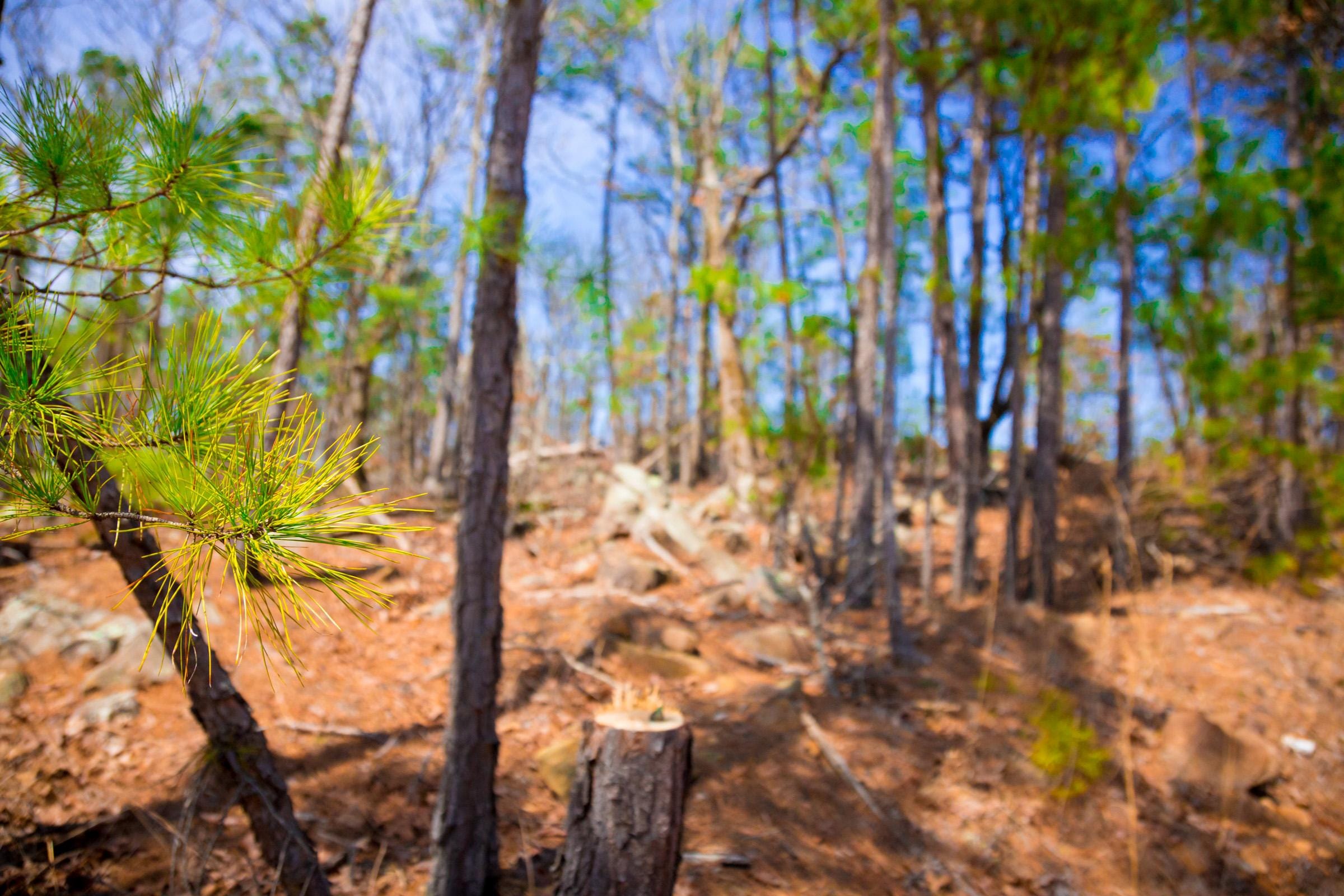 Stone Creek Phase II Tract 140 photo 5