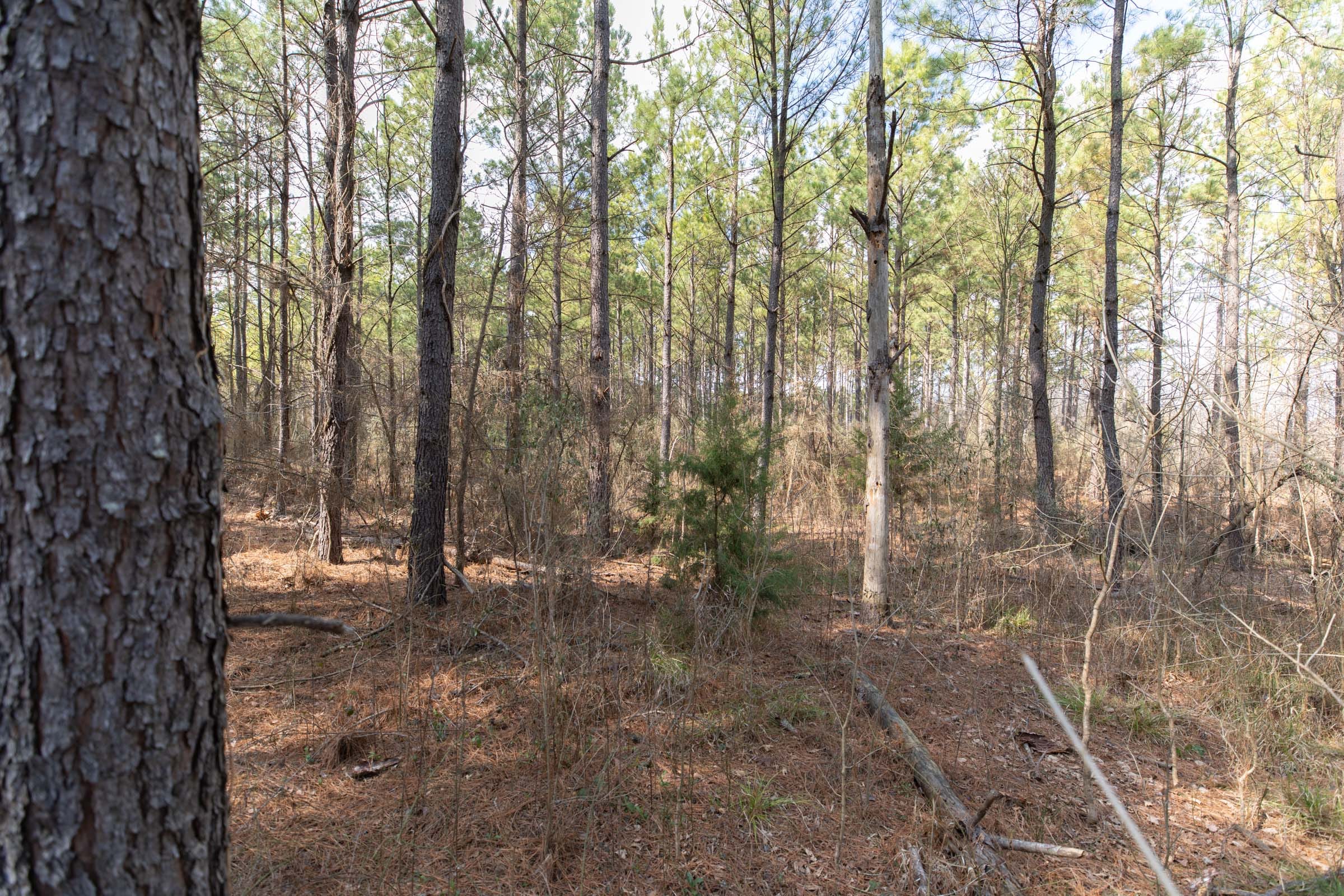 Wishing Star Ranch Tract 48 photo 2