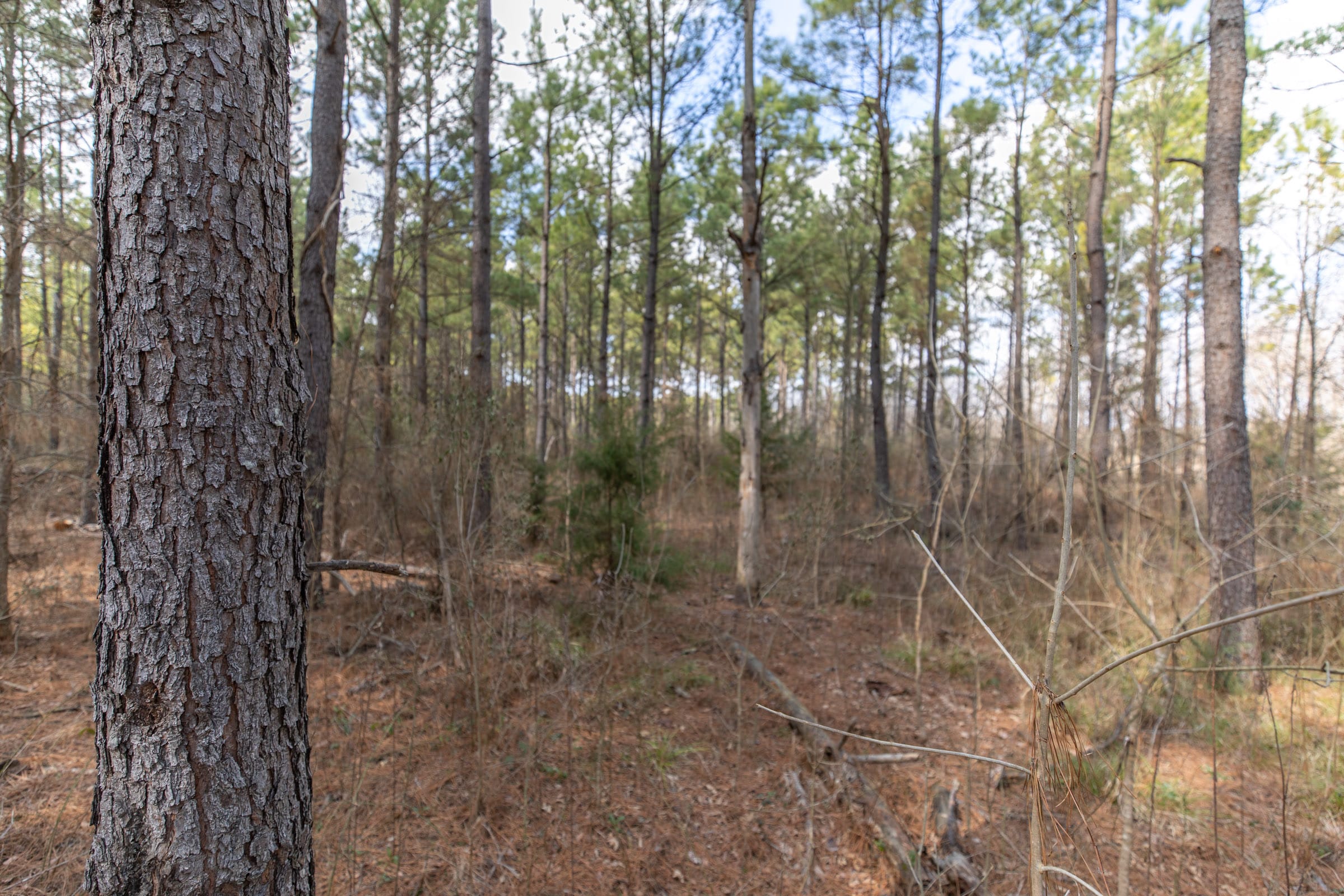 Wishing Star Ranch Tract 48 photo 3