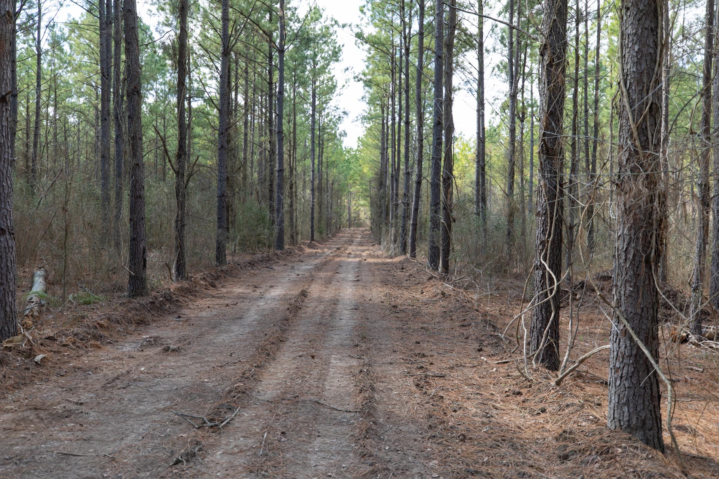Wishing Star Ranch Tract 48 photo 4