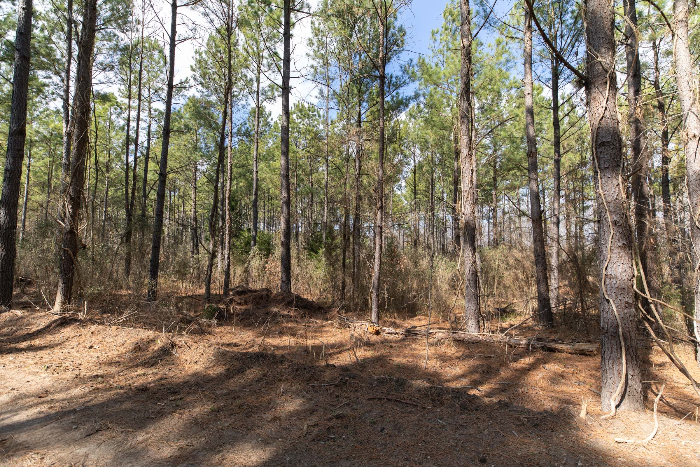 Wishing Star Ranch Tract 48 photo 6