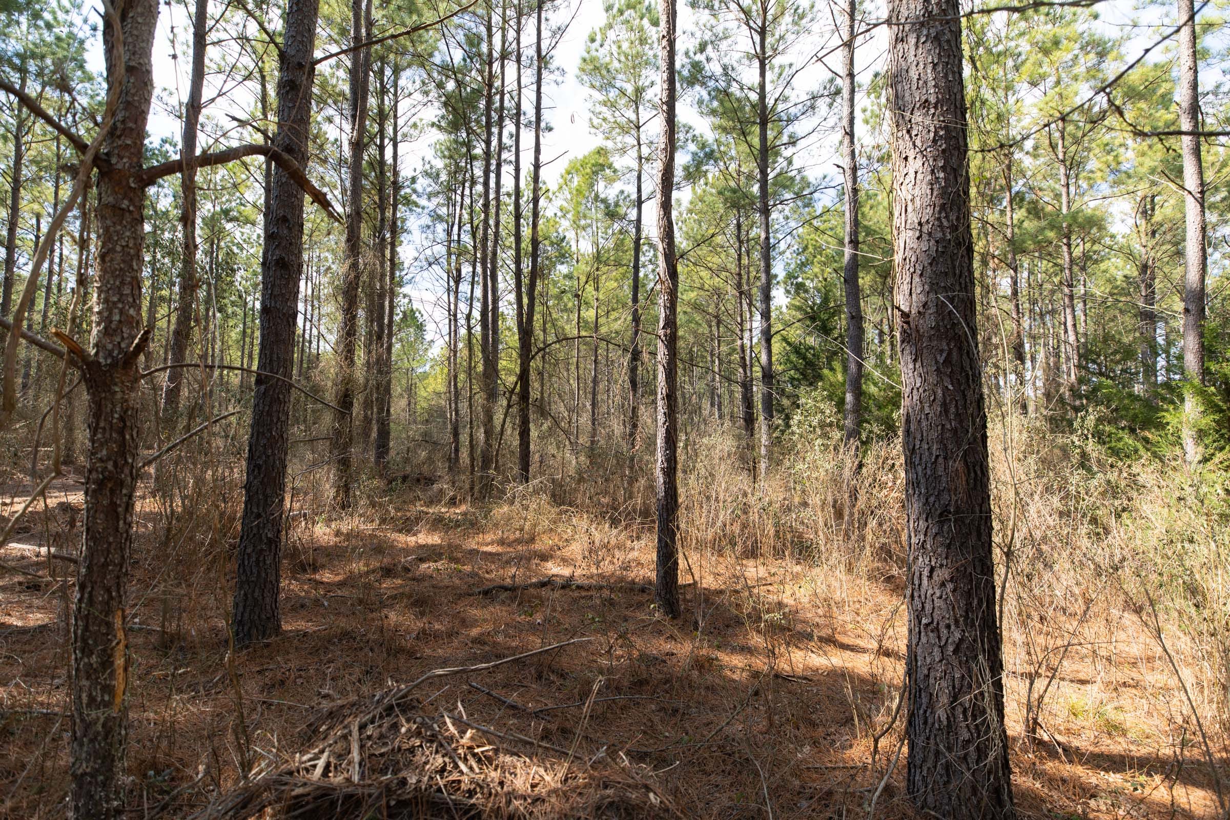 Wishing Star Ranch Tract 48 photo 8
