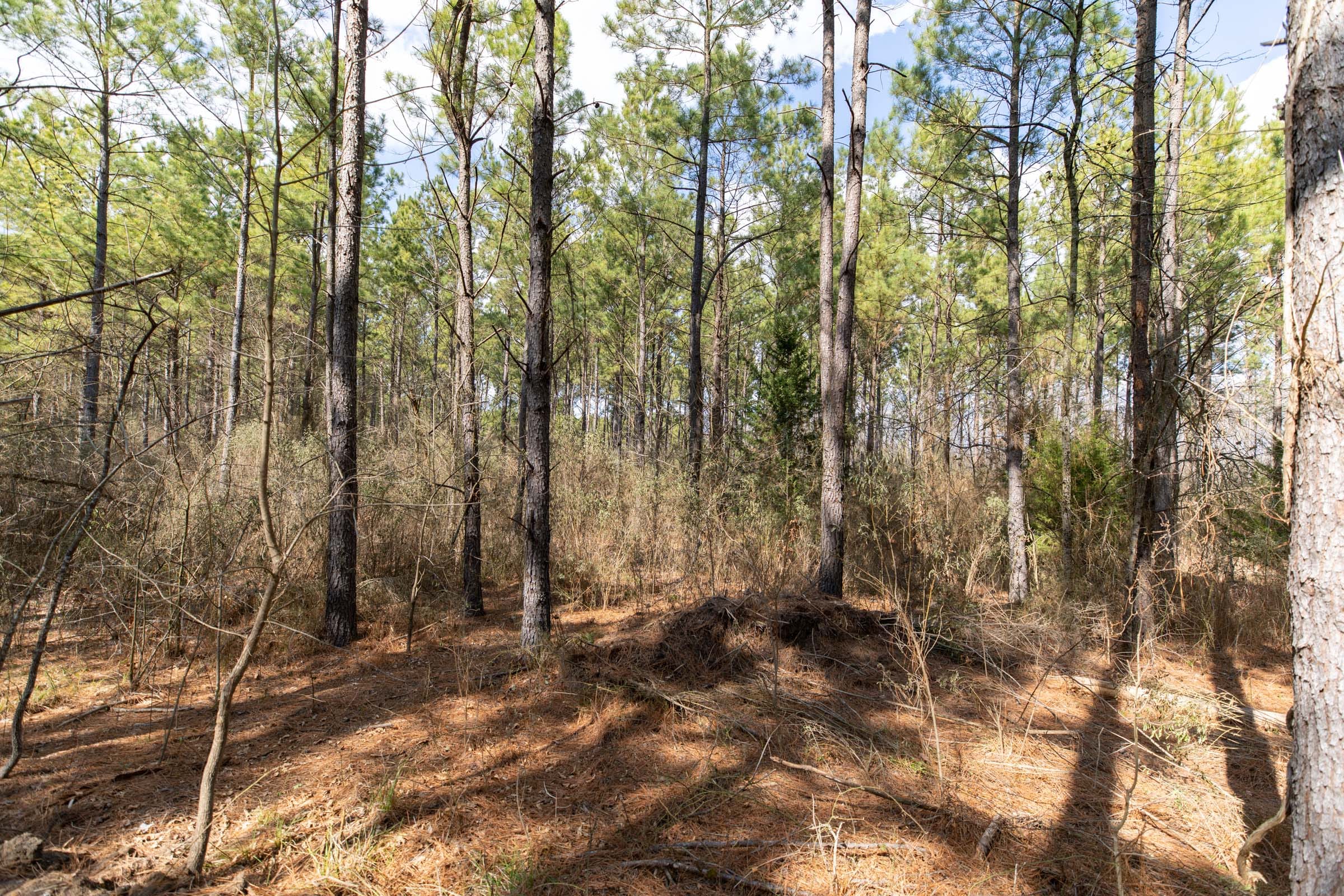Wishing Star Ranch Tract 48 photo 10