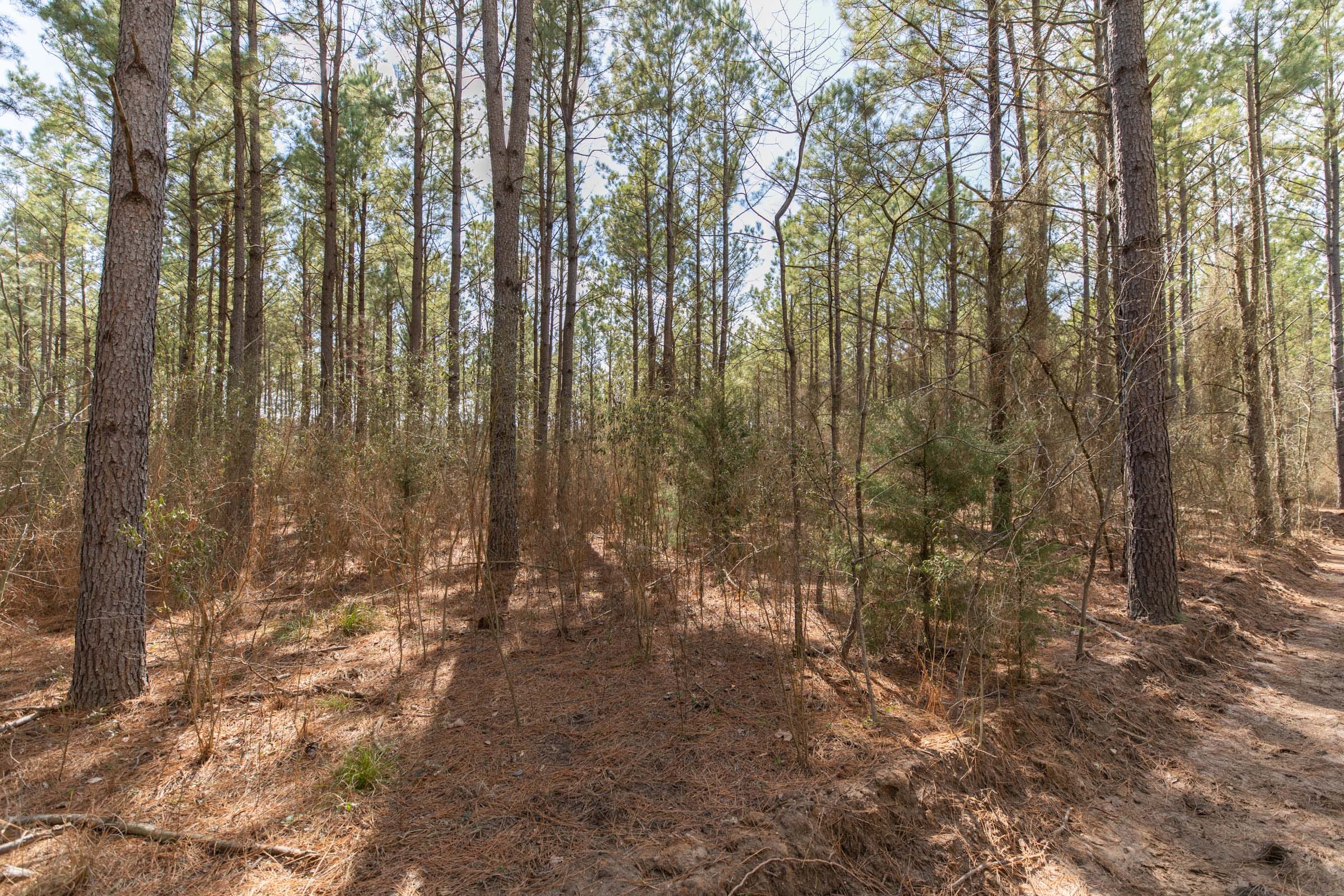 Wishing Star Ranch Tract 48 photo 11