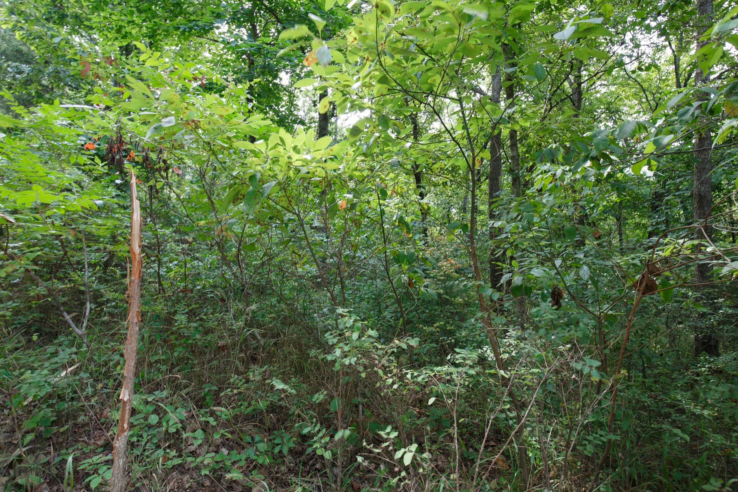 Spring Lake Plat 6 Tract 11 photo 3