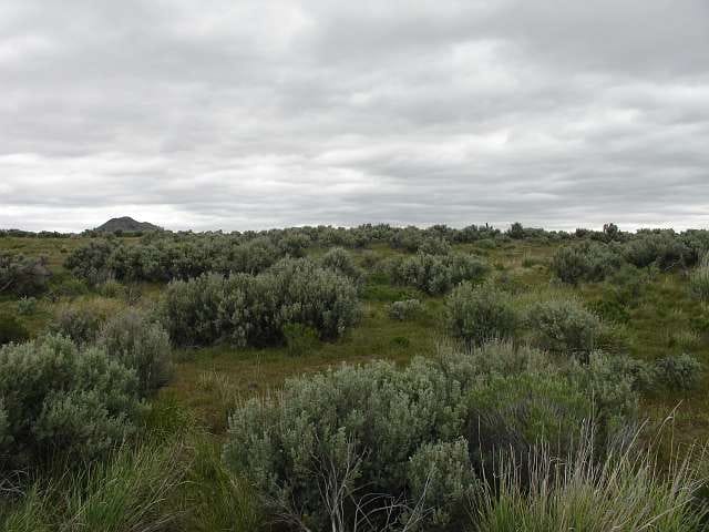 California Pines Tract 31 photo 4