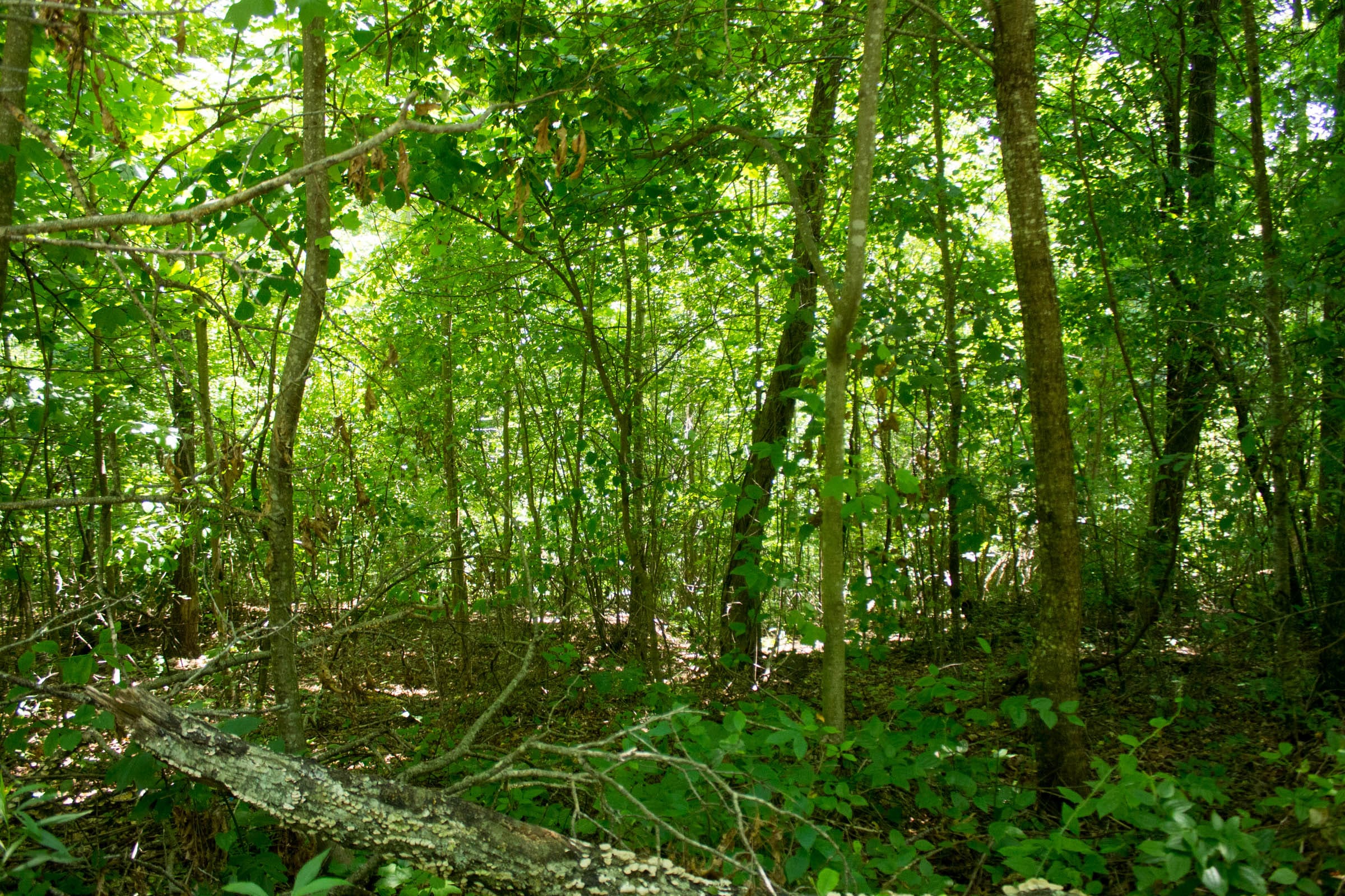Buck Run Ridge Tract 31 photo 2