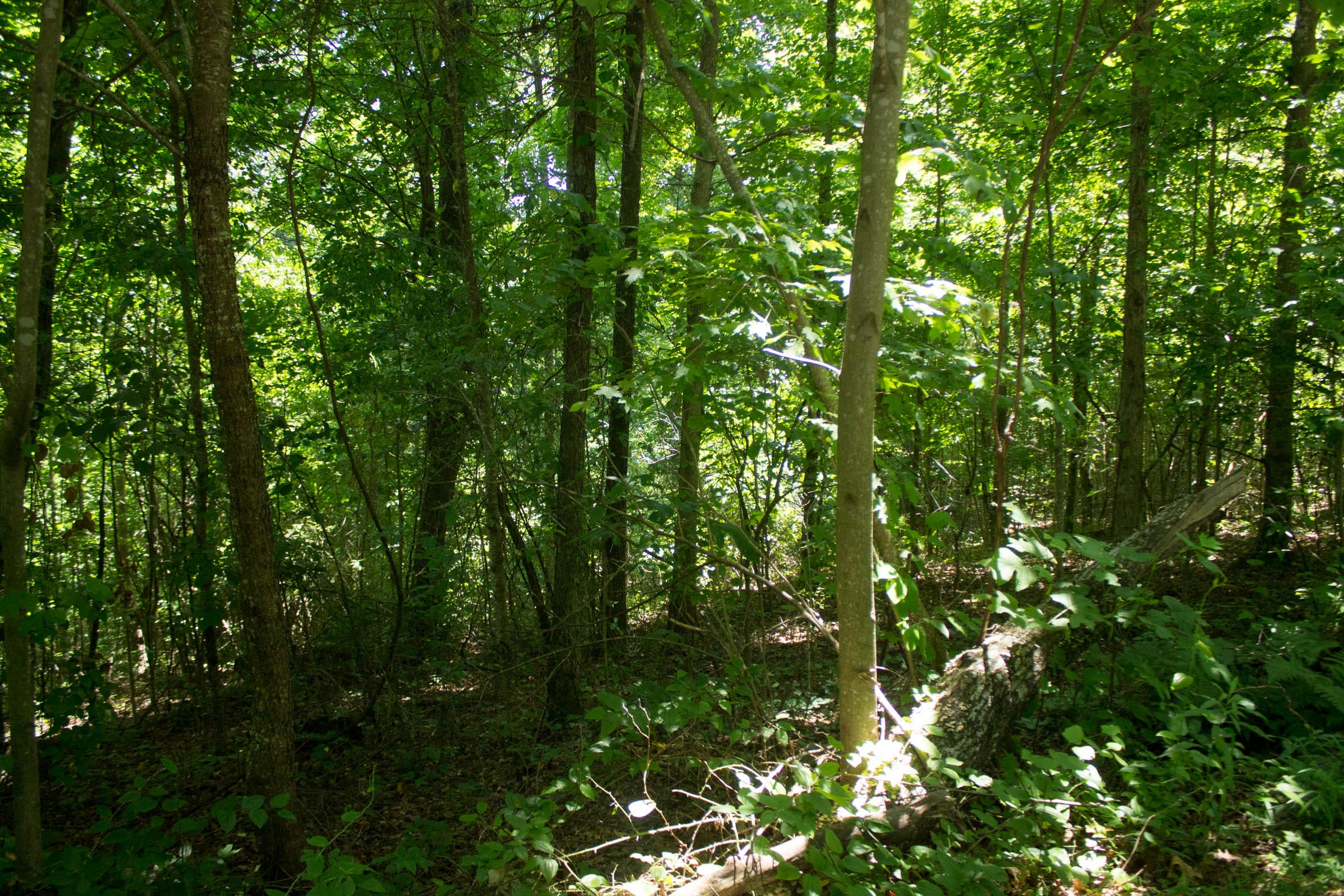 Buck Run Ridge Tract 31 photo 3