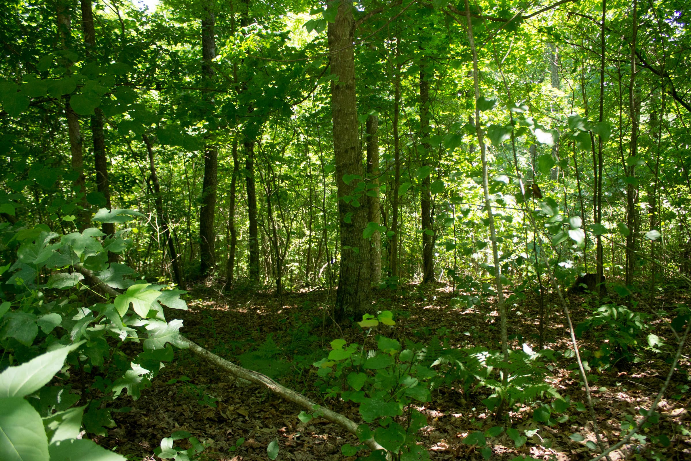 Buck Run Ridge Tract 31 photo 4