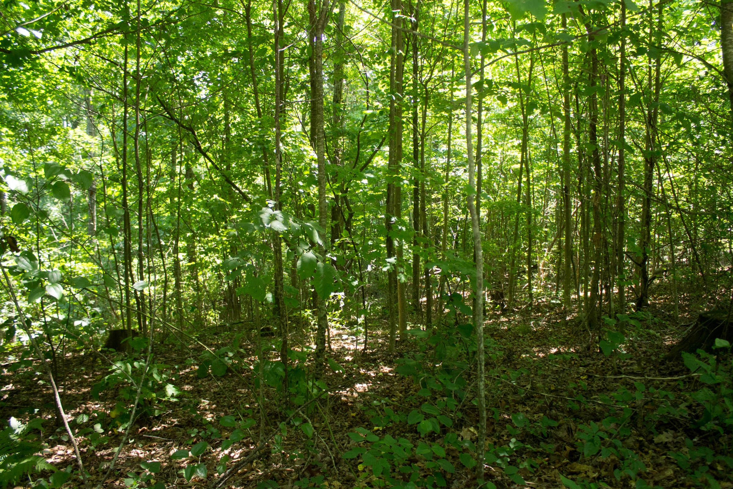Buck Run Ridge Tract 31 photo 5