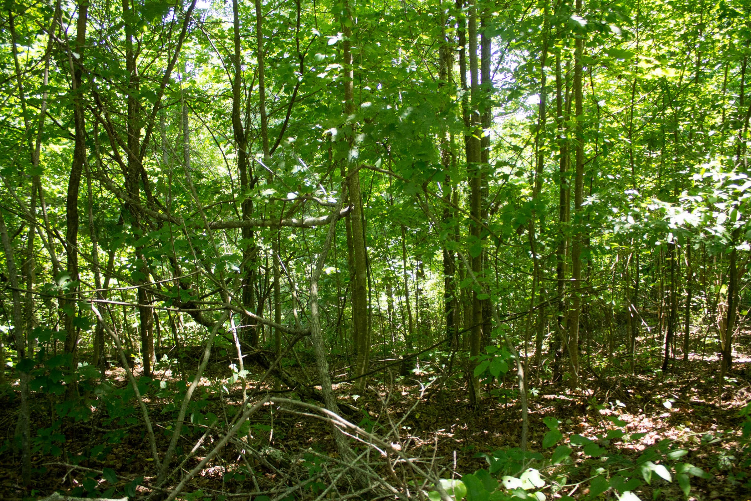 Buck Run Ridge Tract 31 photo 6
