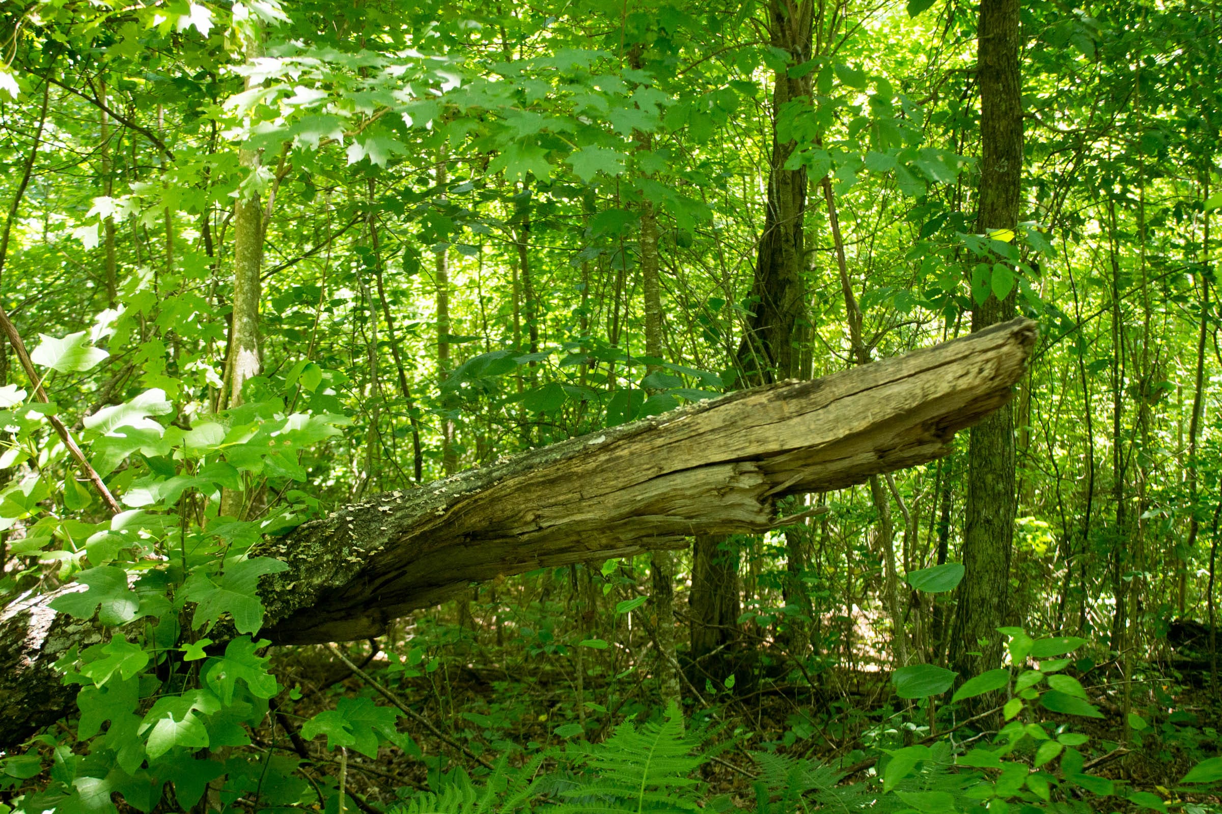 Buck Run Ridge Tract 31 photo 7