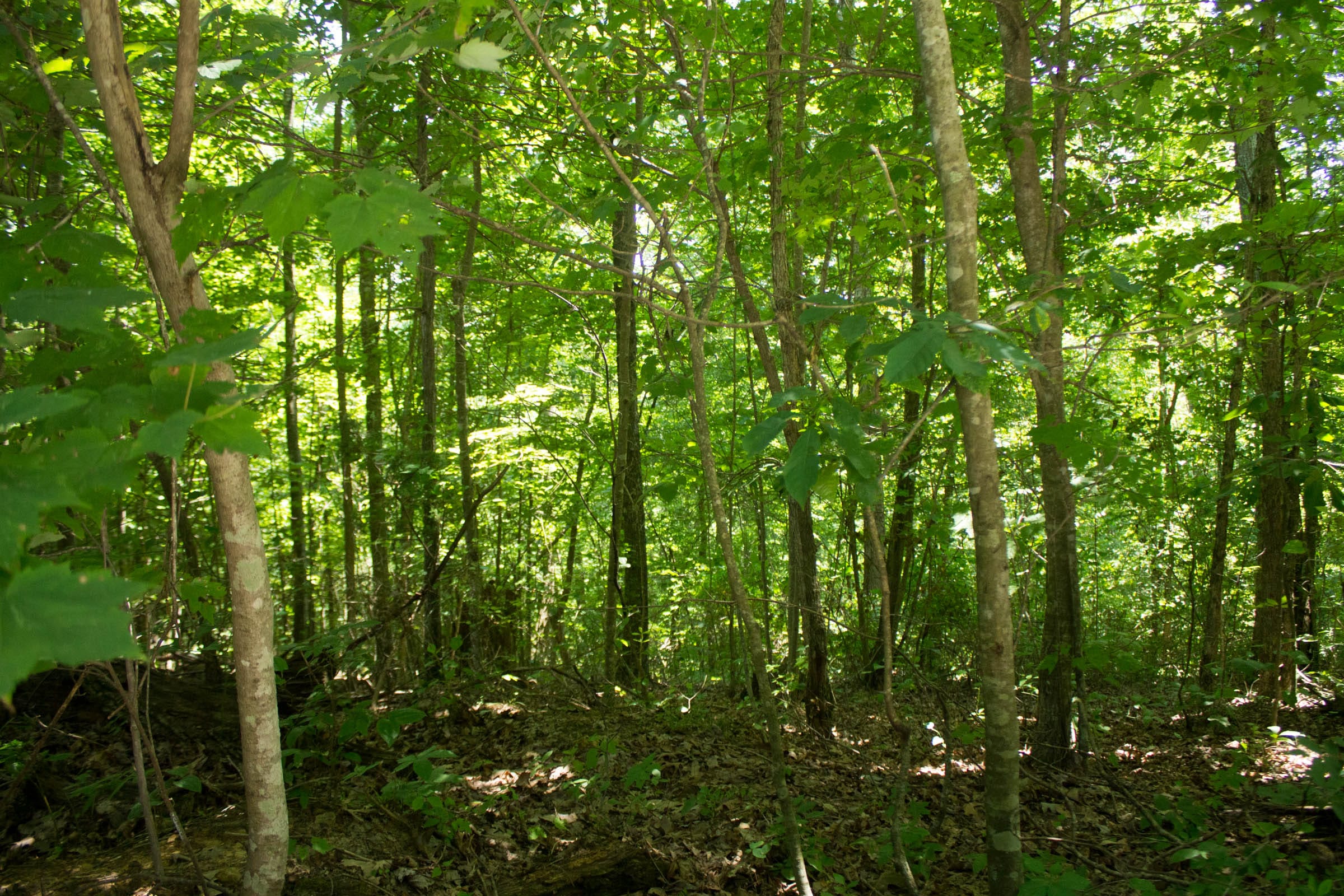 Buck Run Ridge Tract 31 photo 8