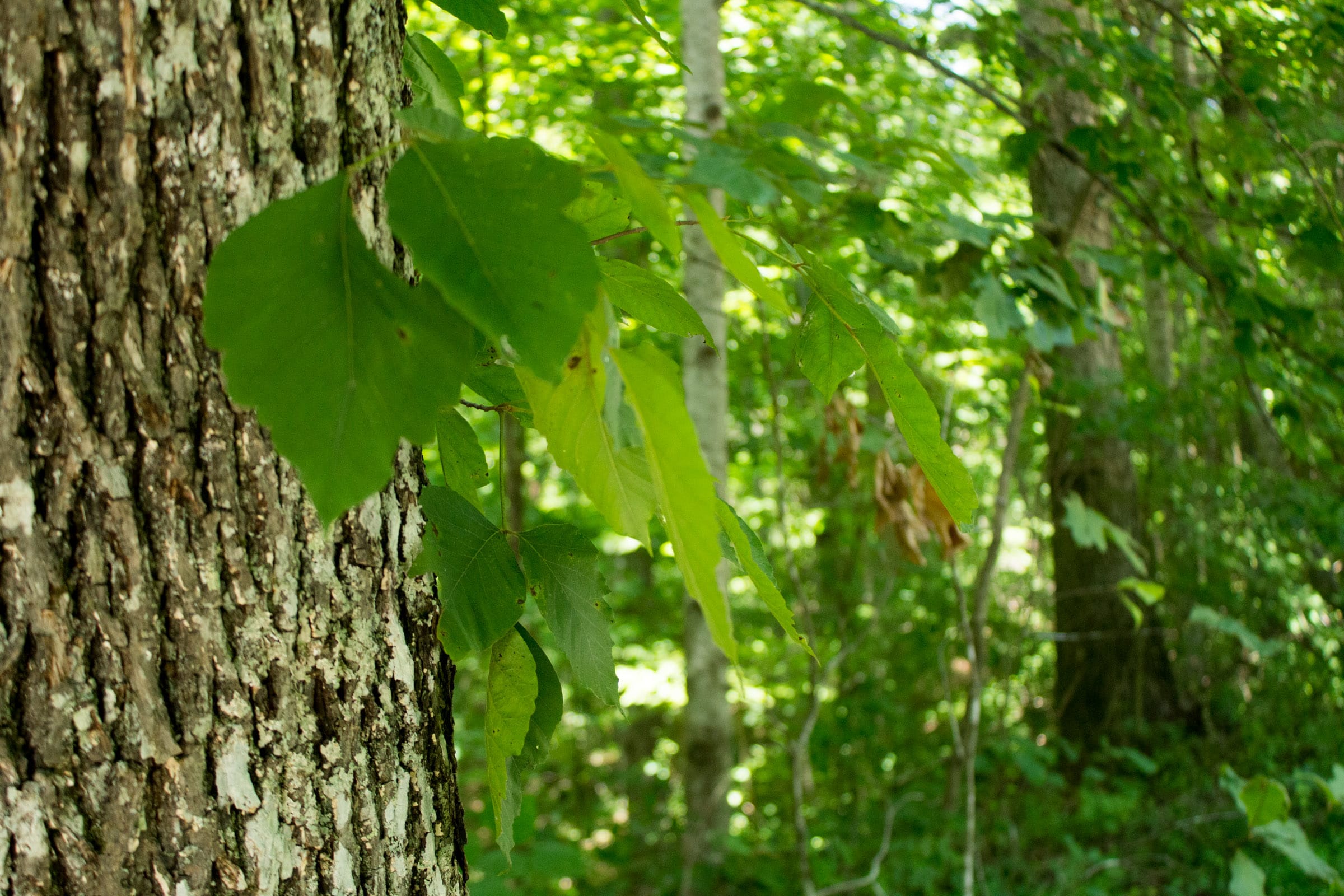 Buck Run Ridge Tract 31 photo 9