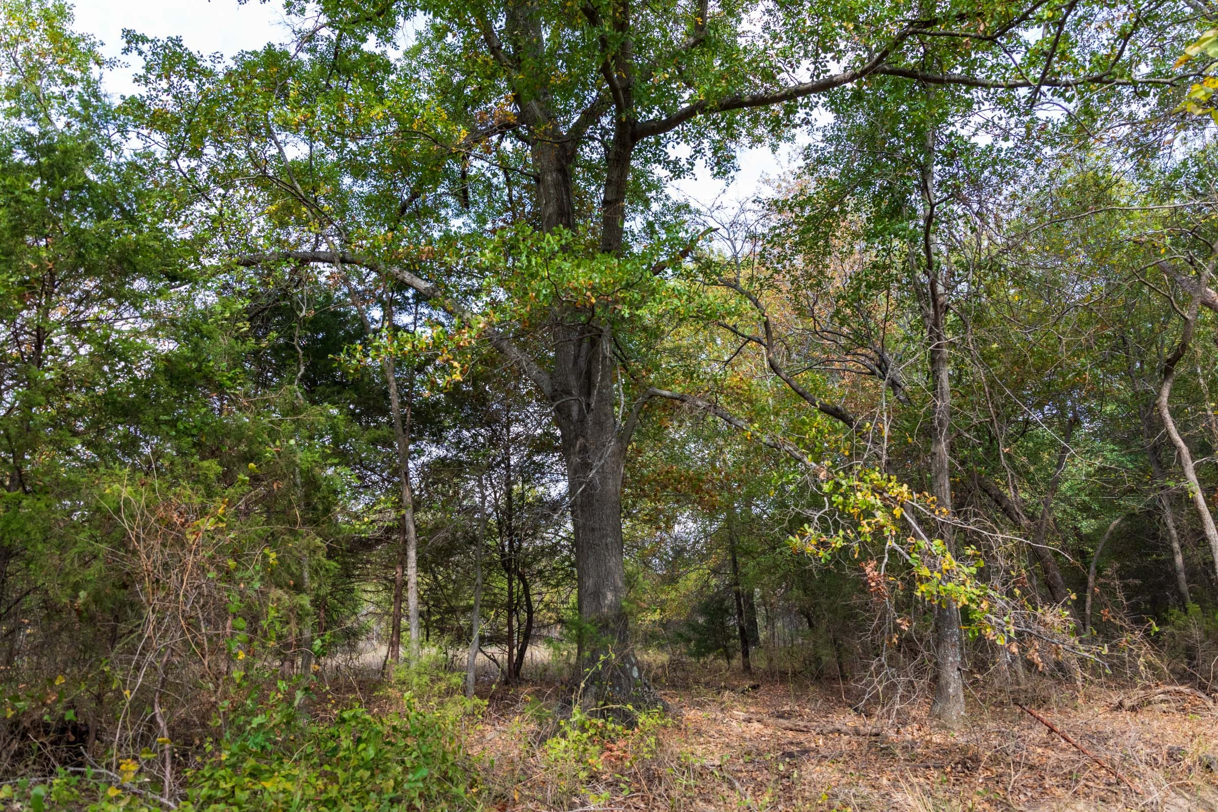 Crystal Springs Tract 11 photo 3