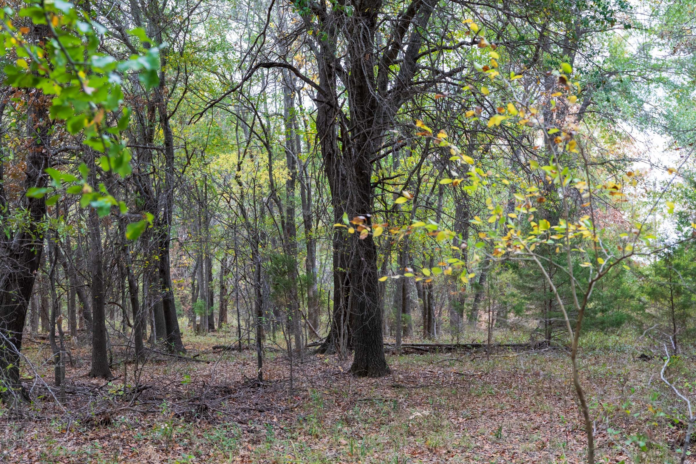 Crystal Springs Tract 11 photo 16