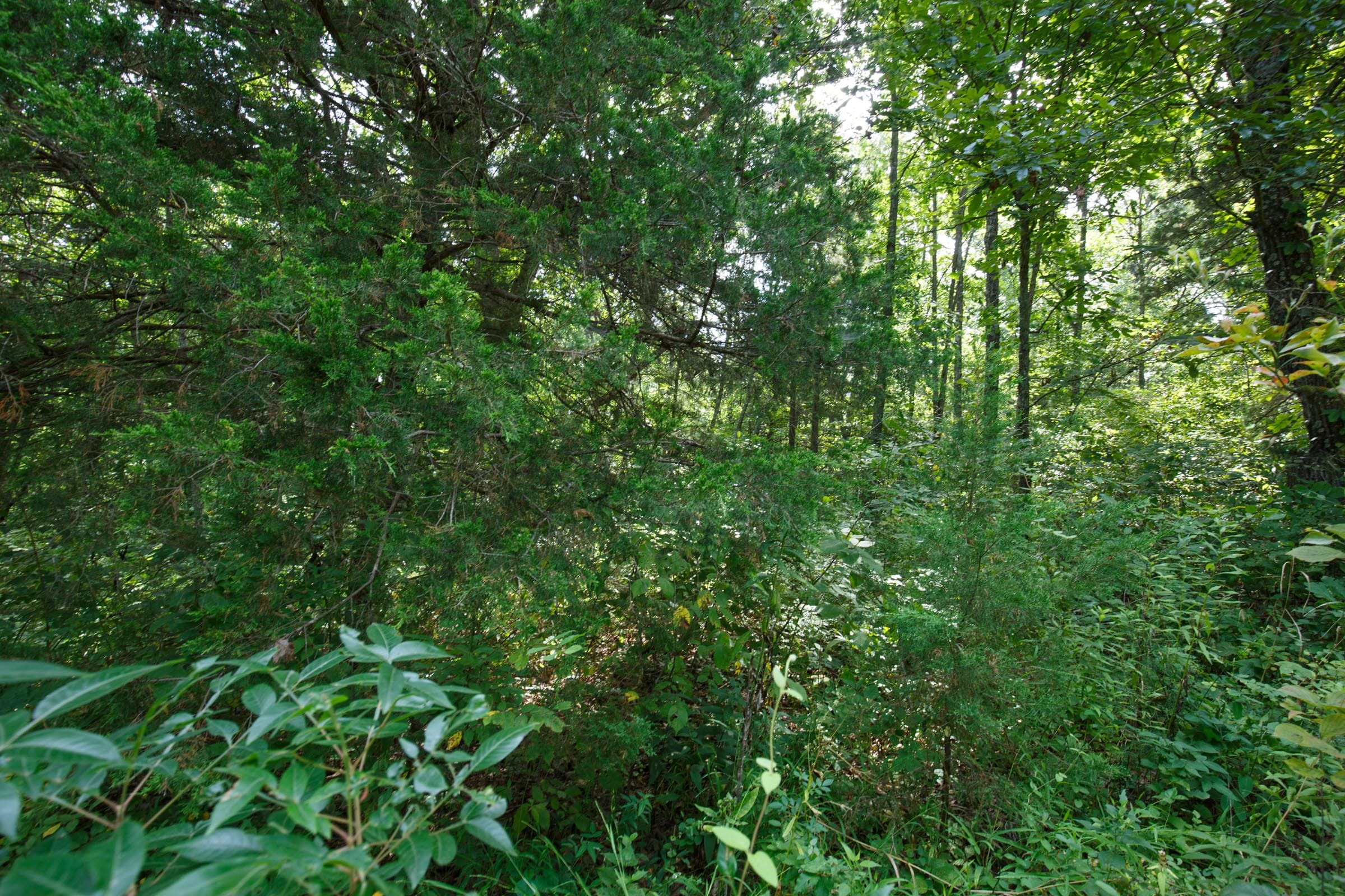 Spring Lake Plat 6 Tract 49 photo 4