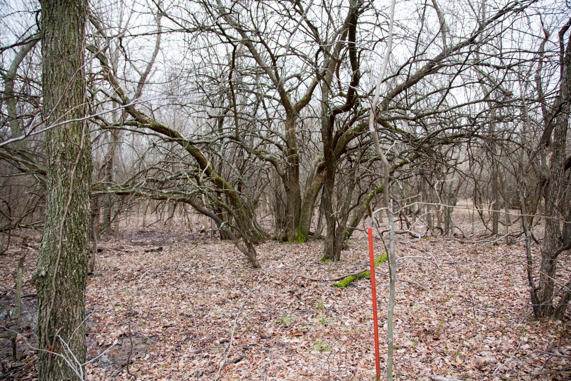Canadian Plains Tract 7 photo 6