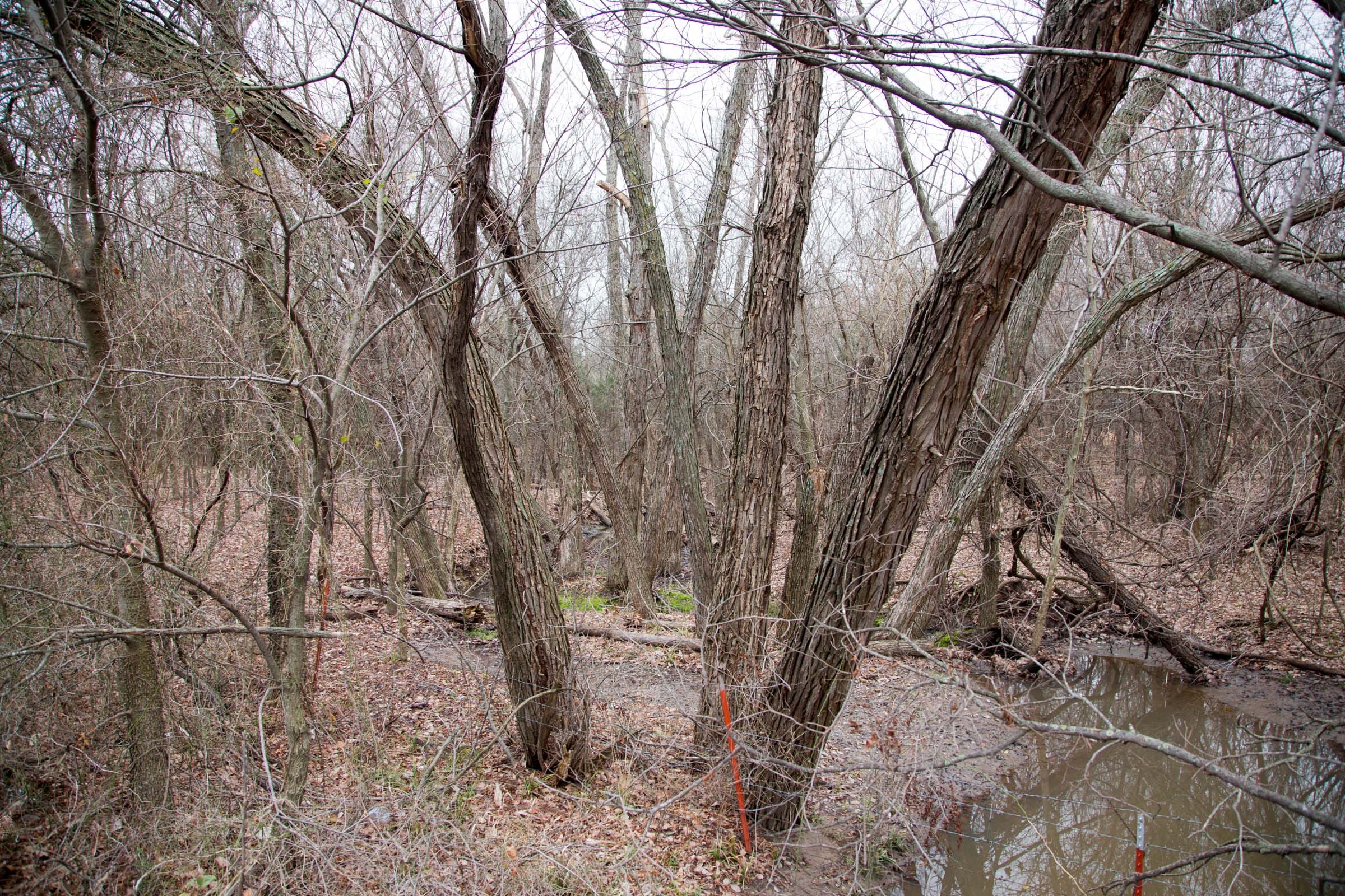 Canadian Plains Tract 7 photo 10