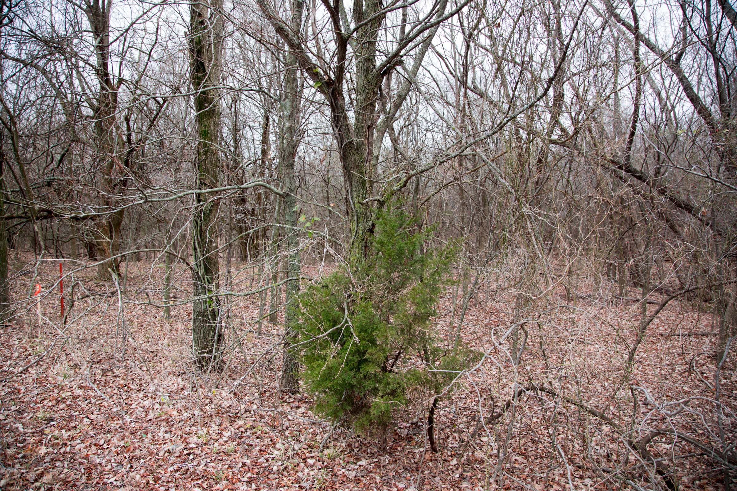 Canadian Plains Tract 7 photo 12