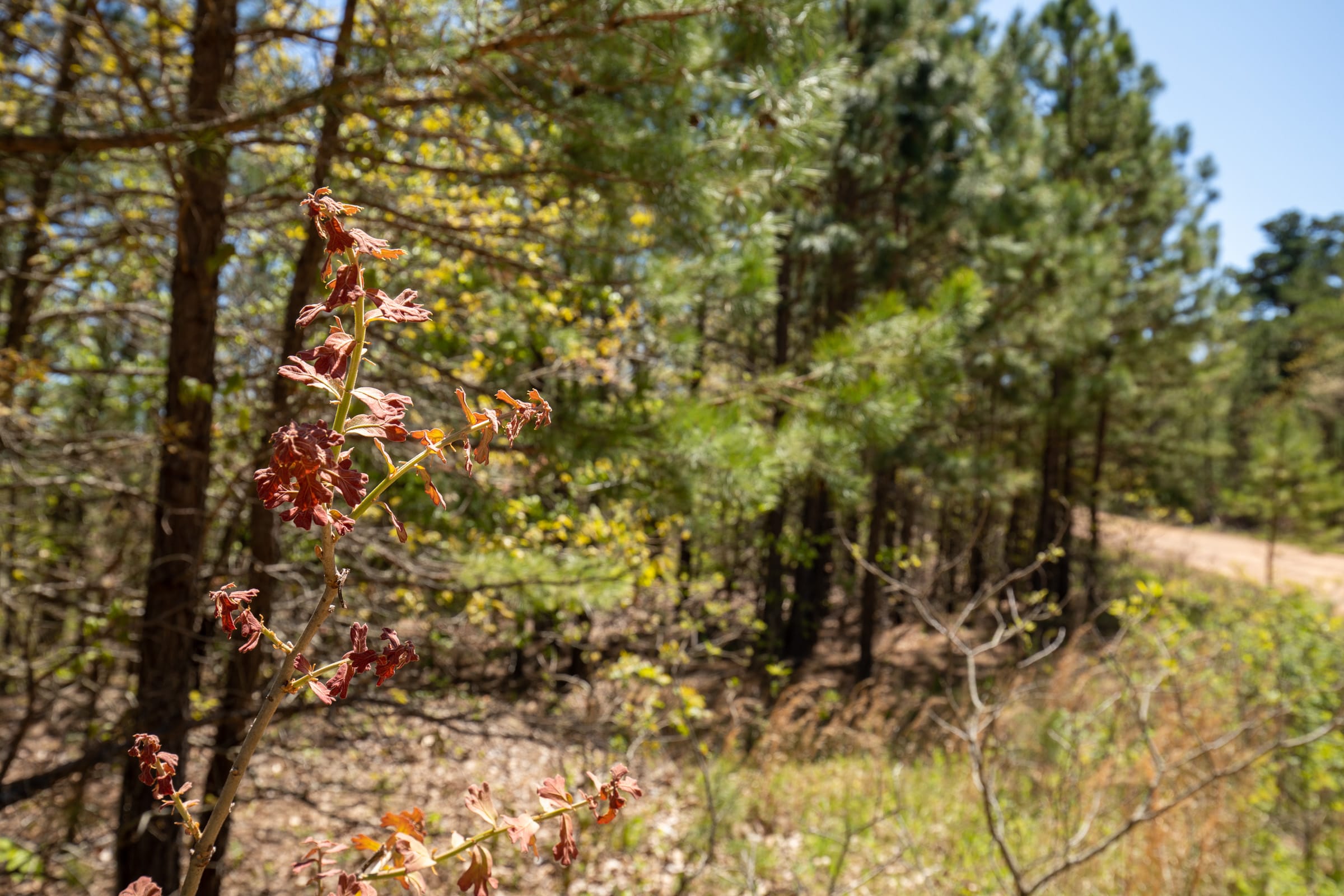 Eagle’s Nest Tract 8 photo 3