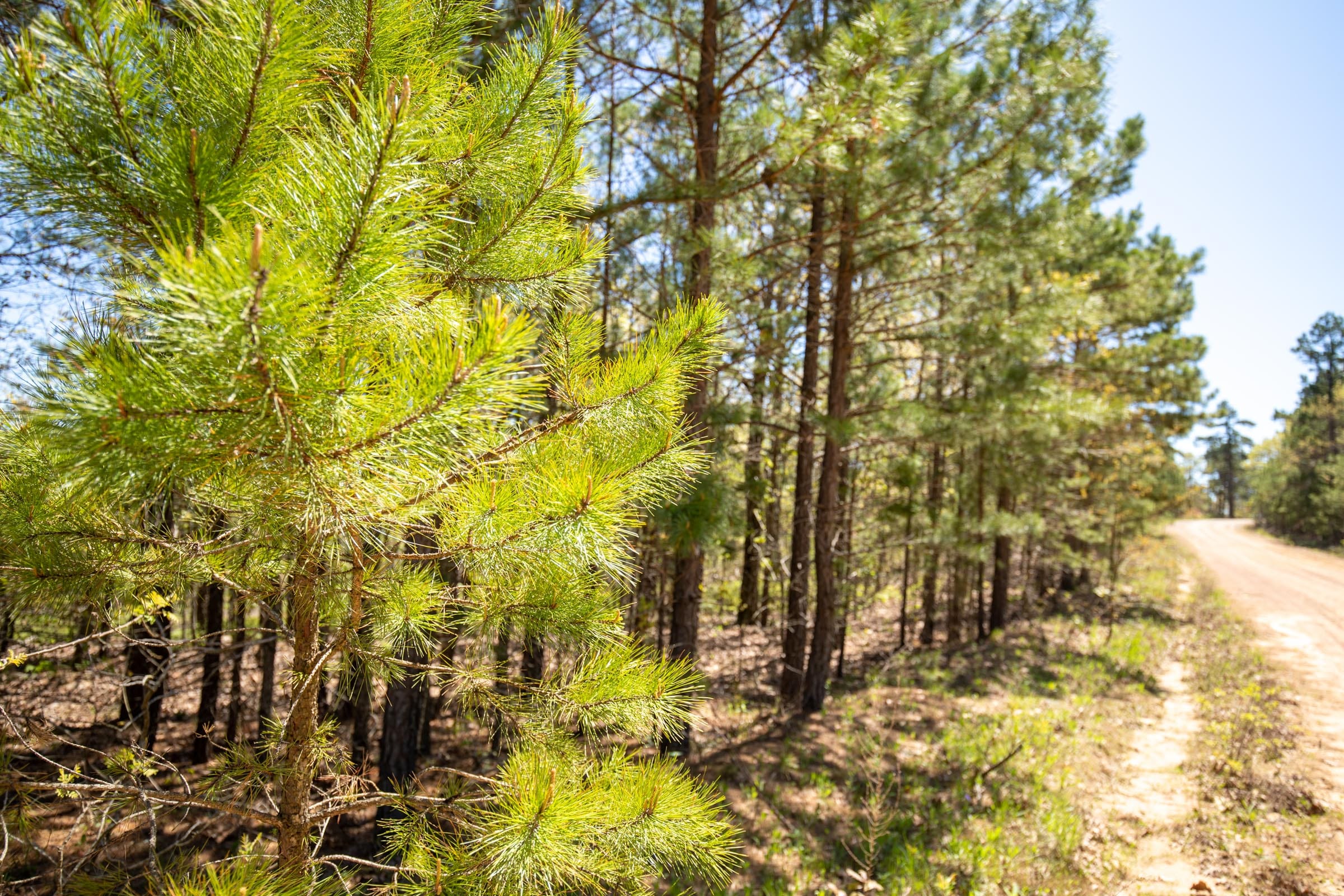 Eagle’s Nest Tract 8 photo 5