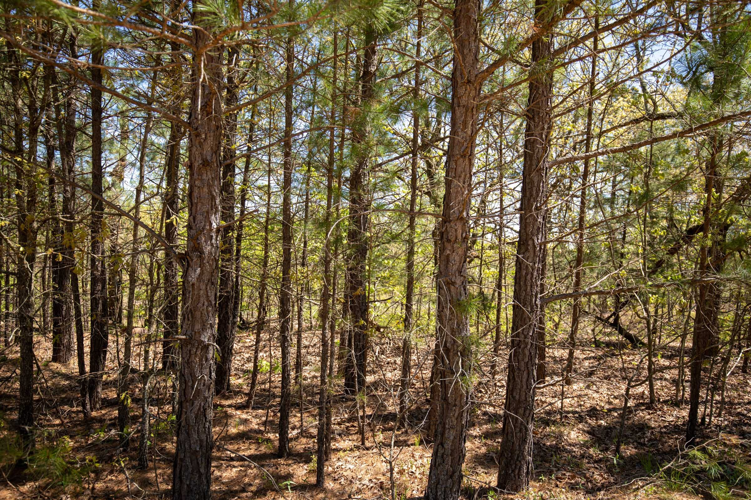 Eagle’s Nest Tract 8 photo 7