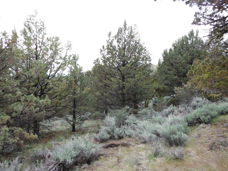 Moon Valley Ranch Tract 766 photo 2