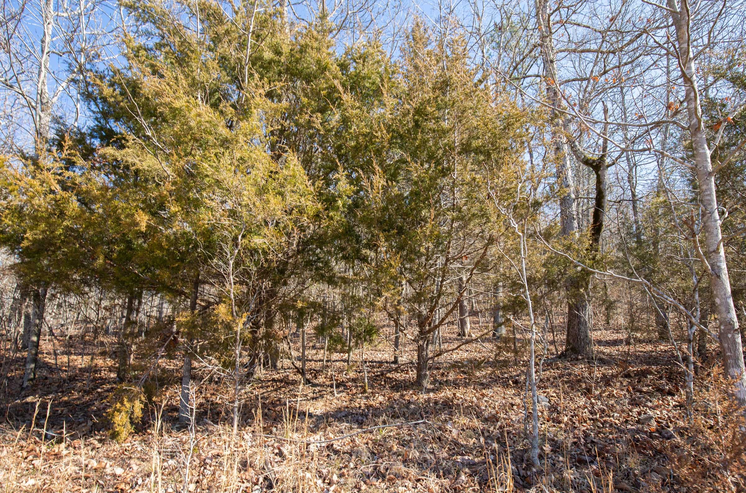 O’Connor Crossing Tract 23 photo 7