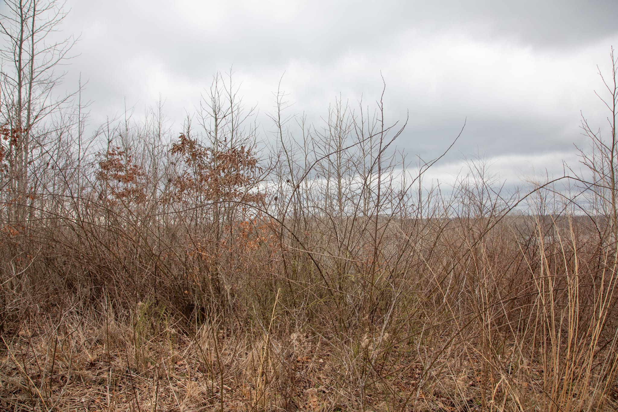 Southwind Ranch Tract 26 photo 4