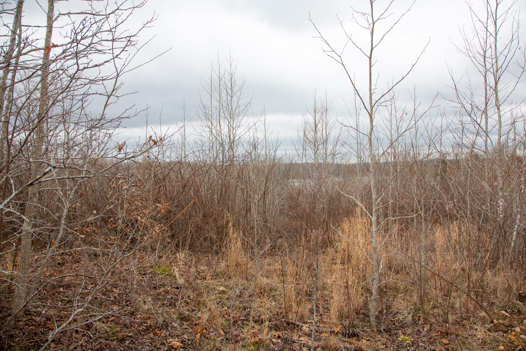 Southwind Ranch Tract 26 photo 5