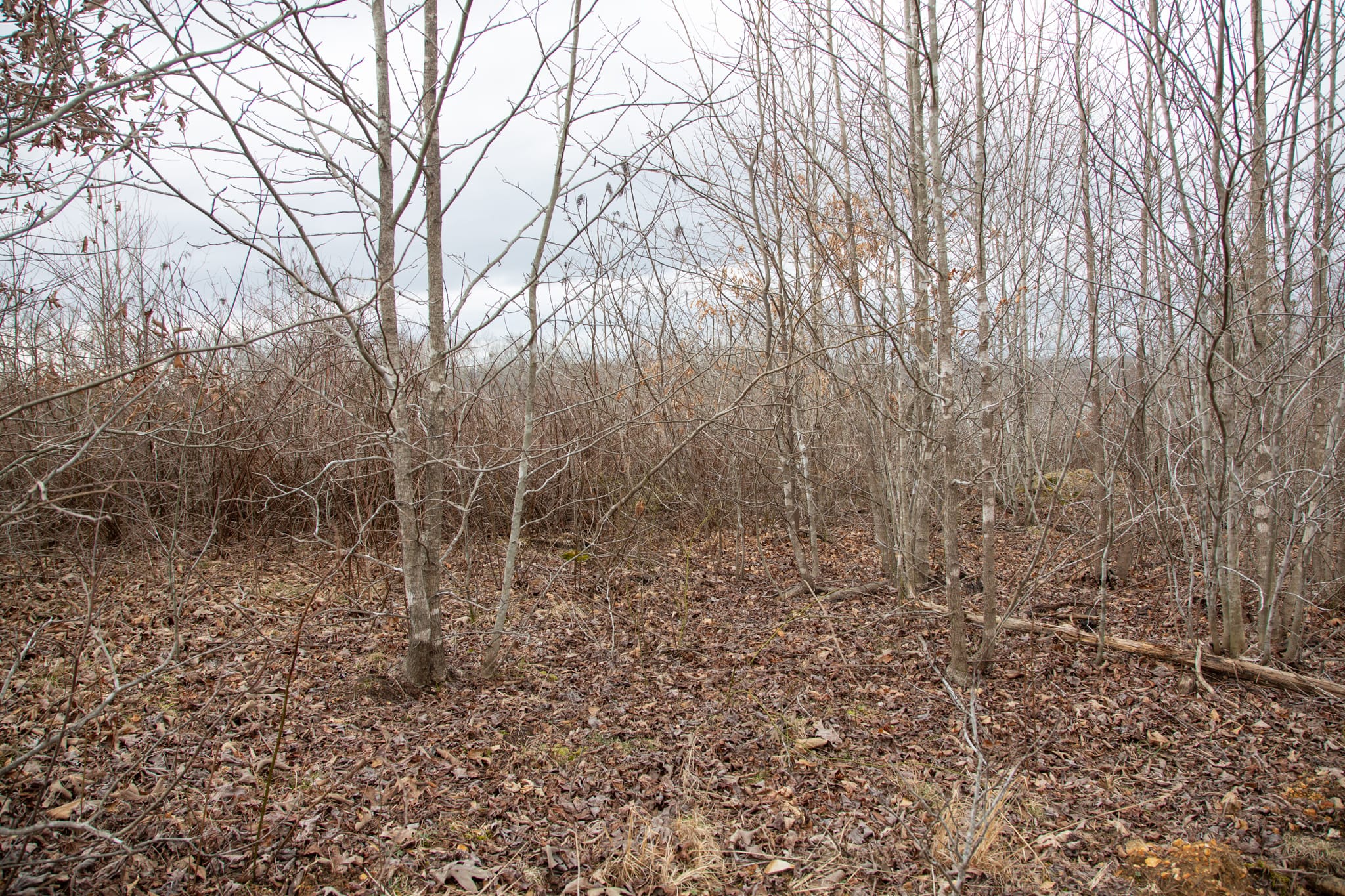 Southwind Ranch Tract 26 photo 6