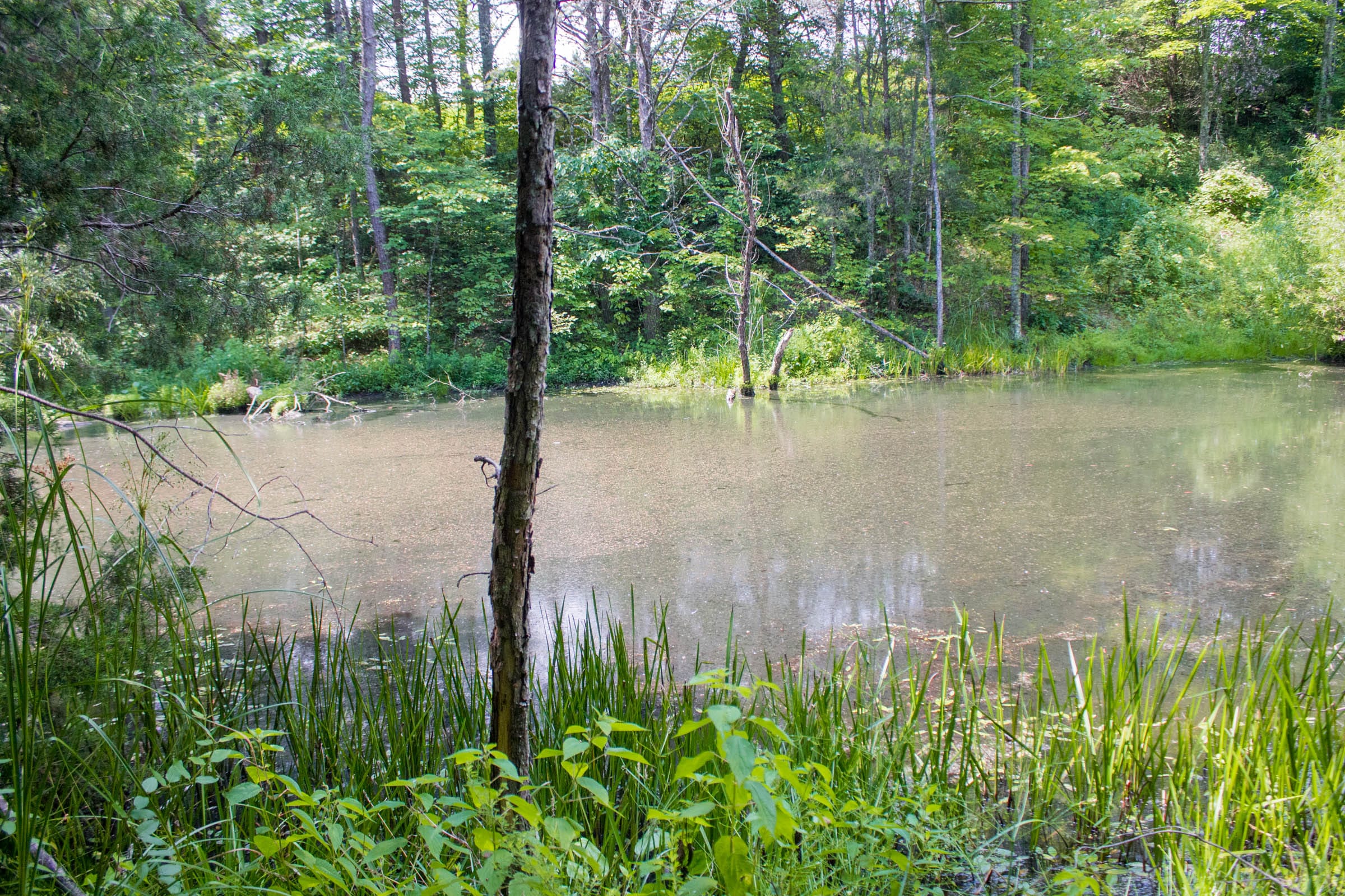 Bluewater Ridge Tract 6 photo 5