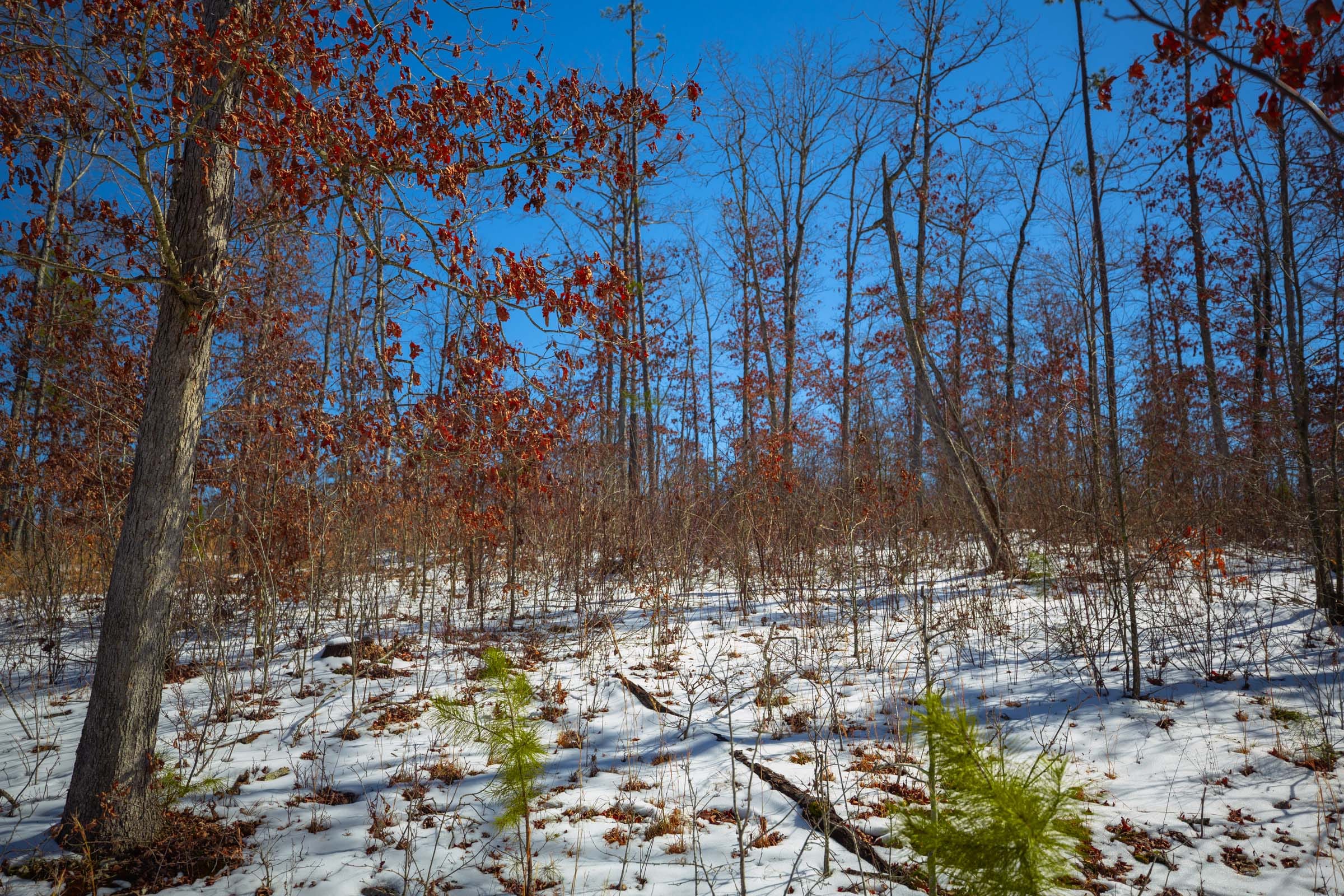 Sleepy Hollow Phase I Tract 26 photo 8